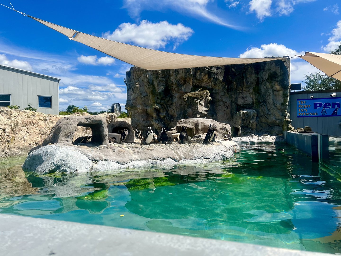 African Penguin Exhibit