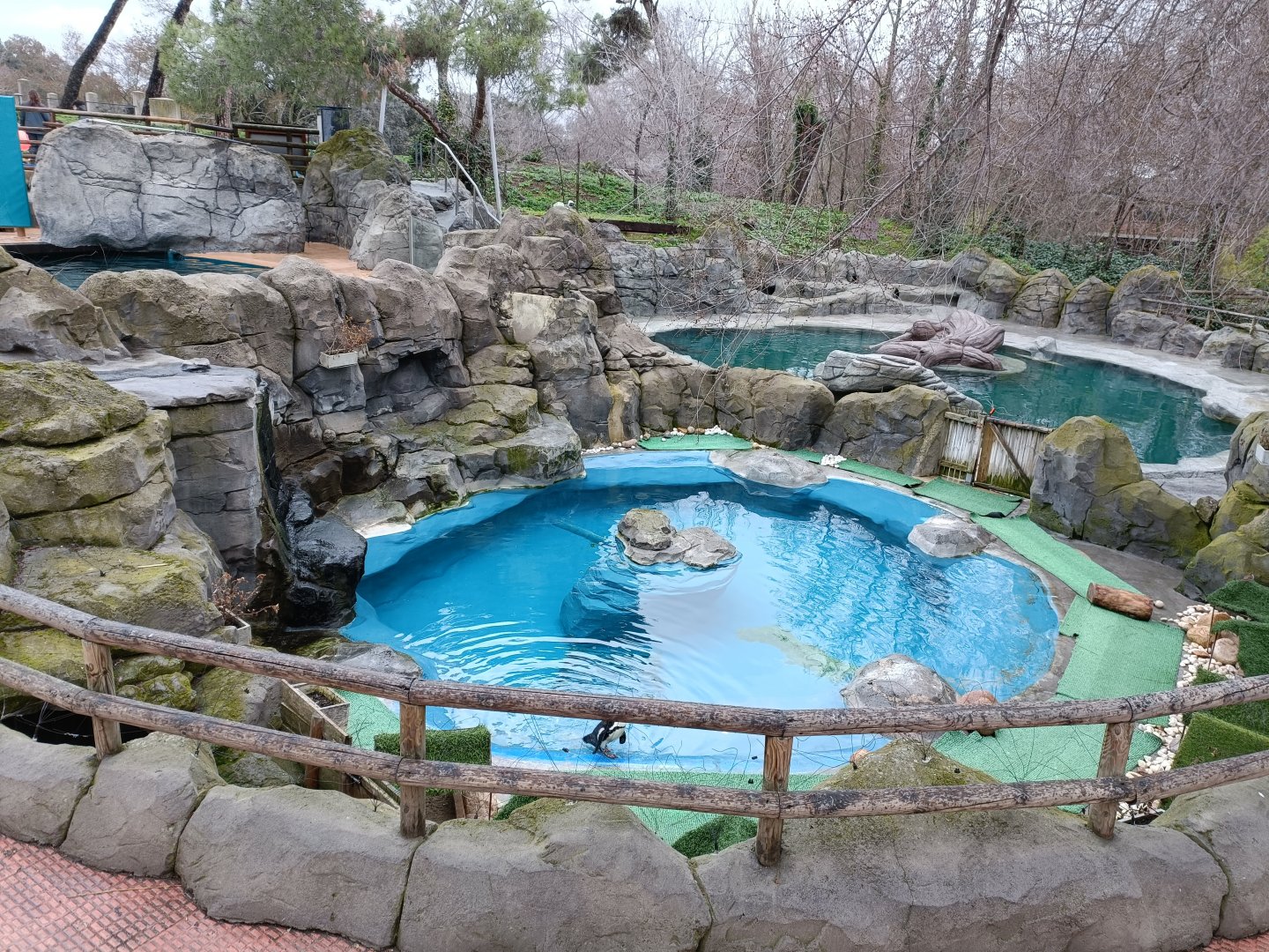 African penguin exhibit