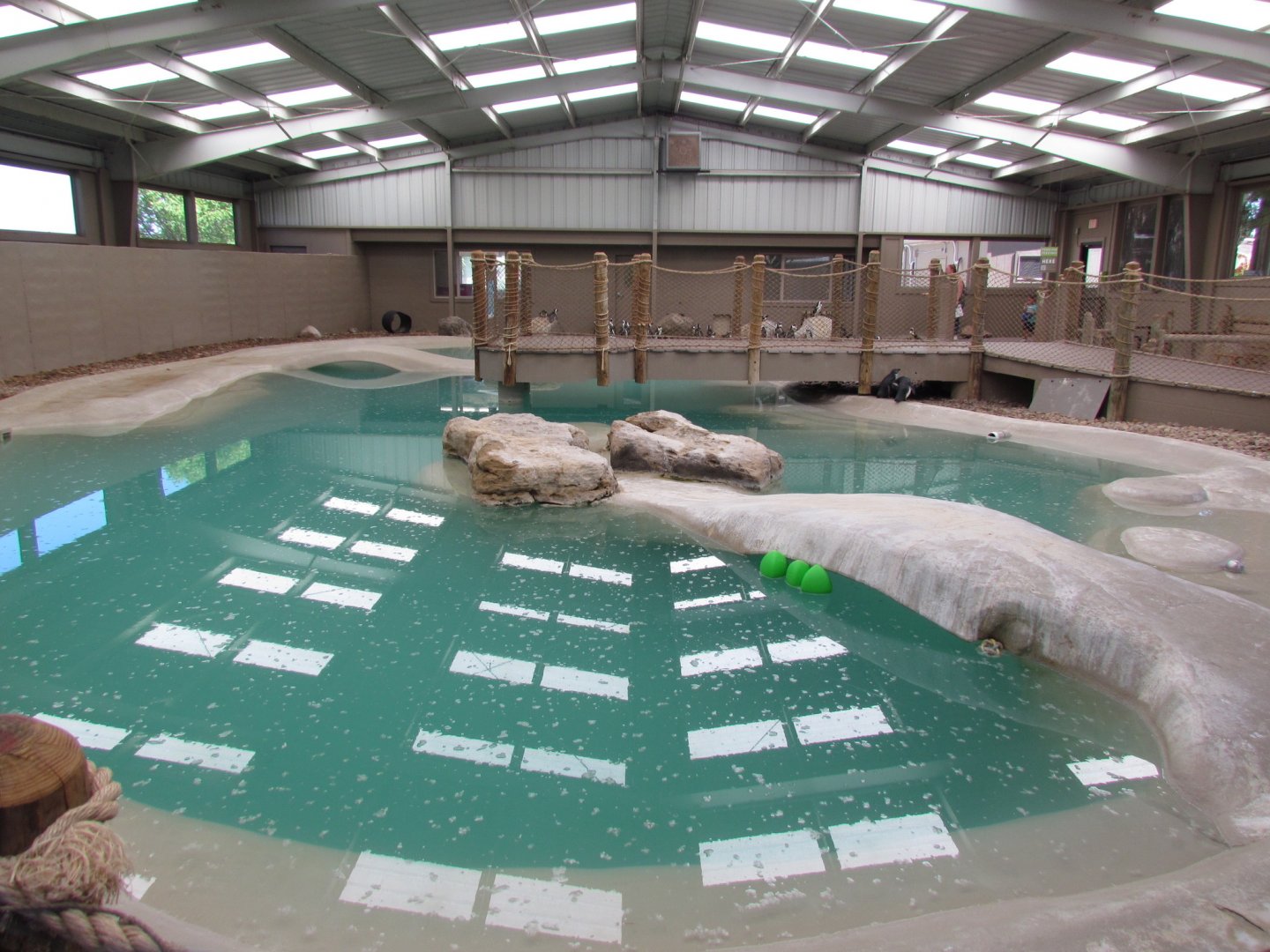 African Penguin Exhibit