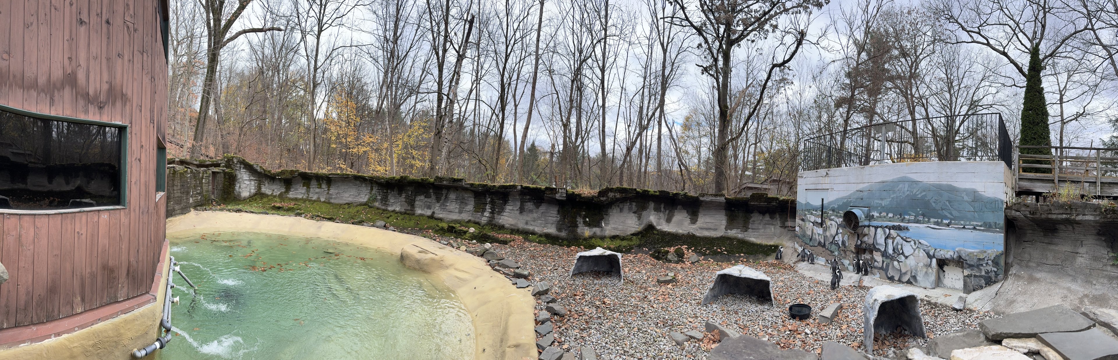 African penguin exhibit