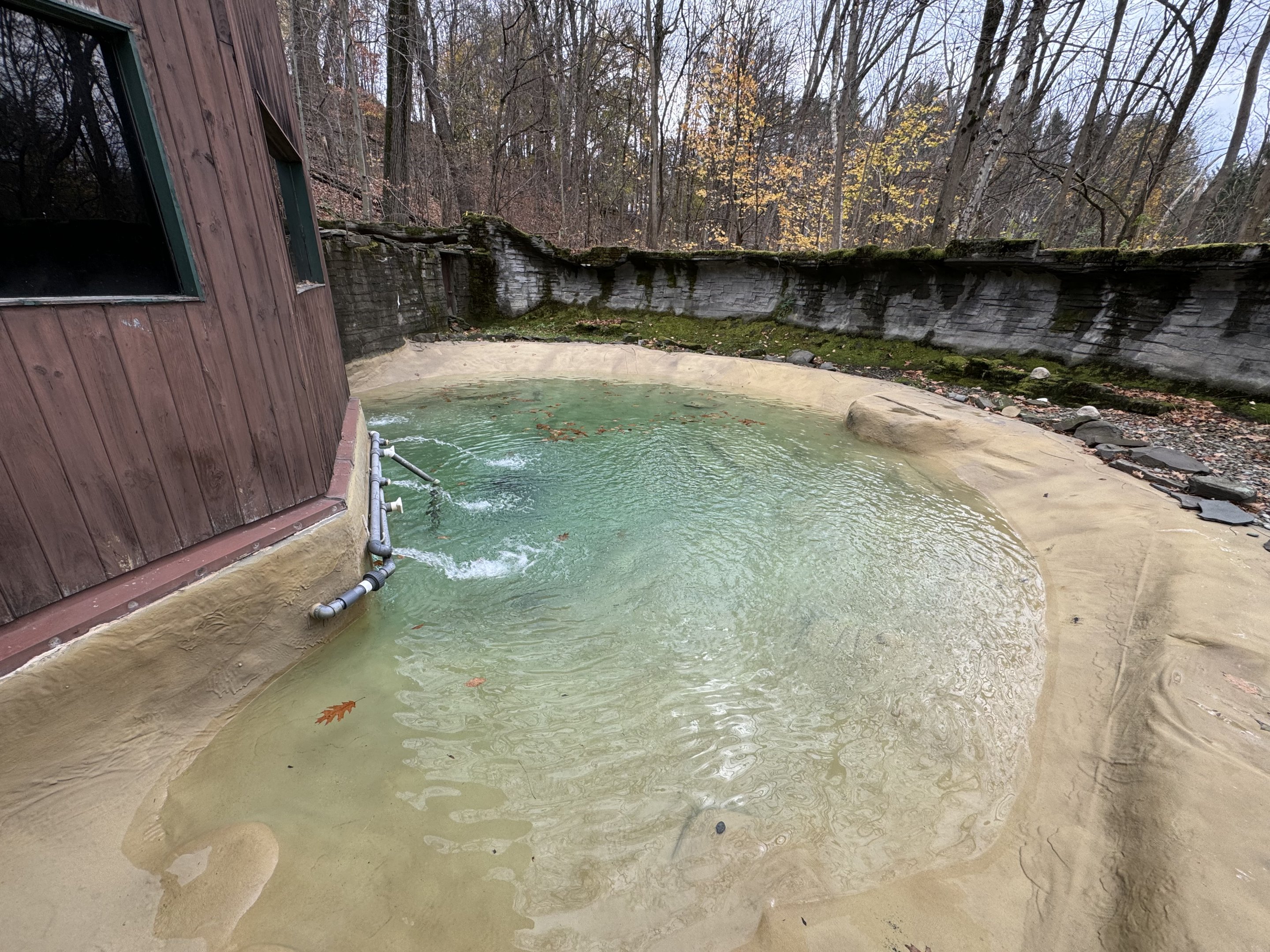 African penguin exhibit