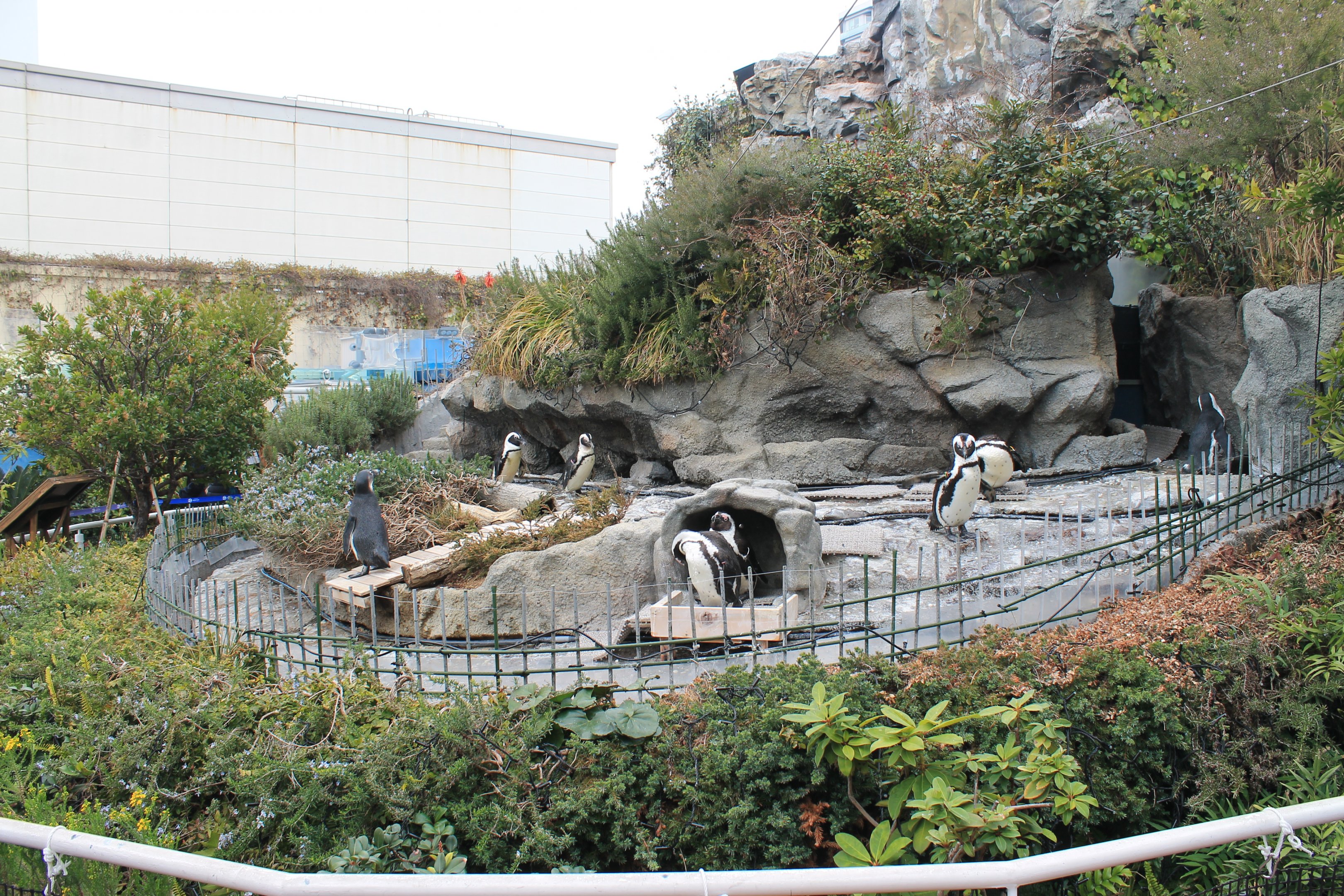 African Penguin exhibit