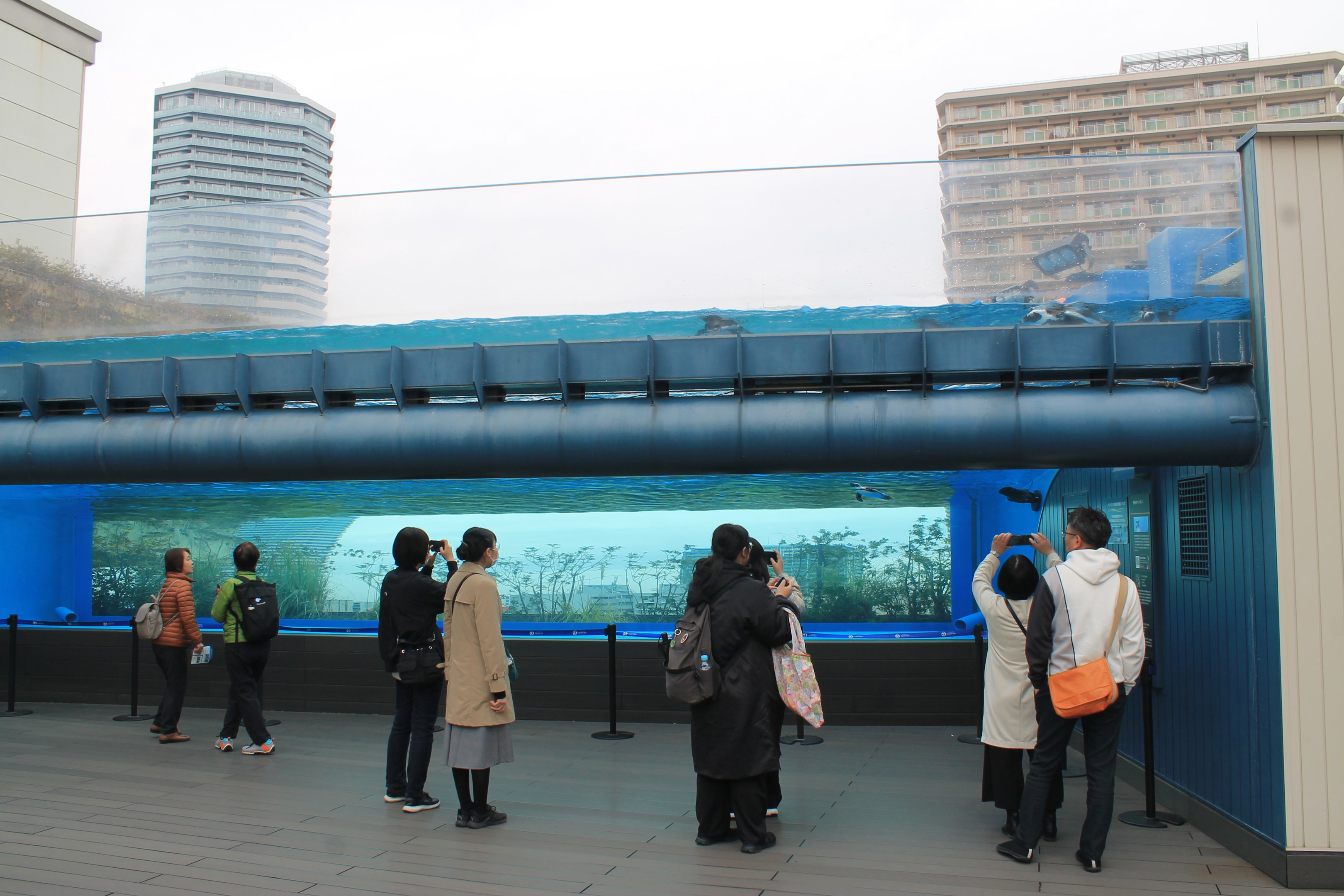 African Penguin exhibit