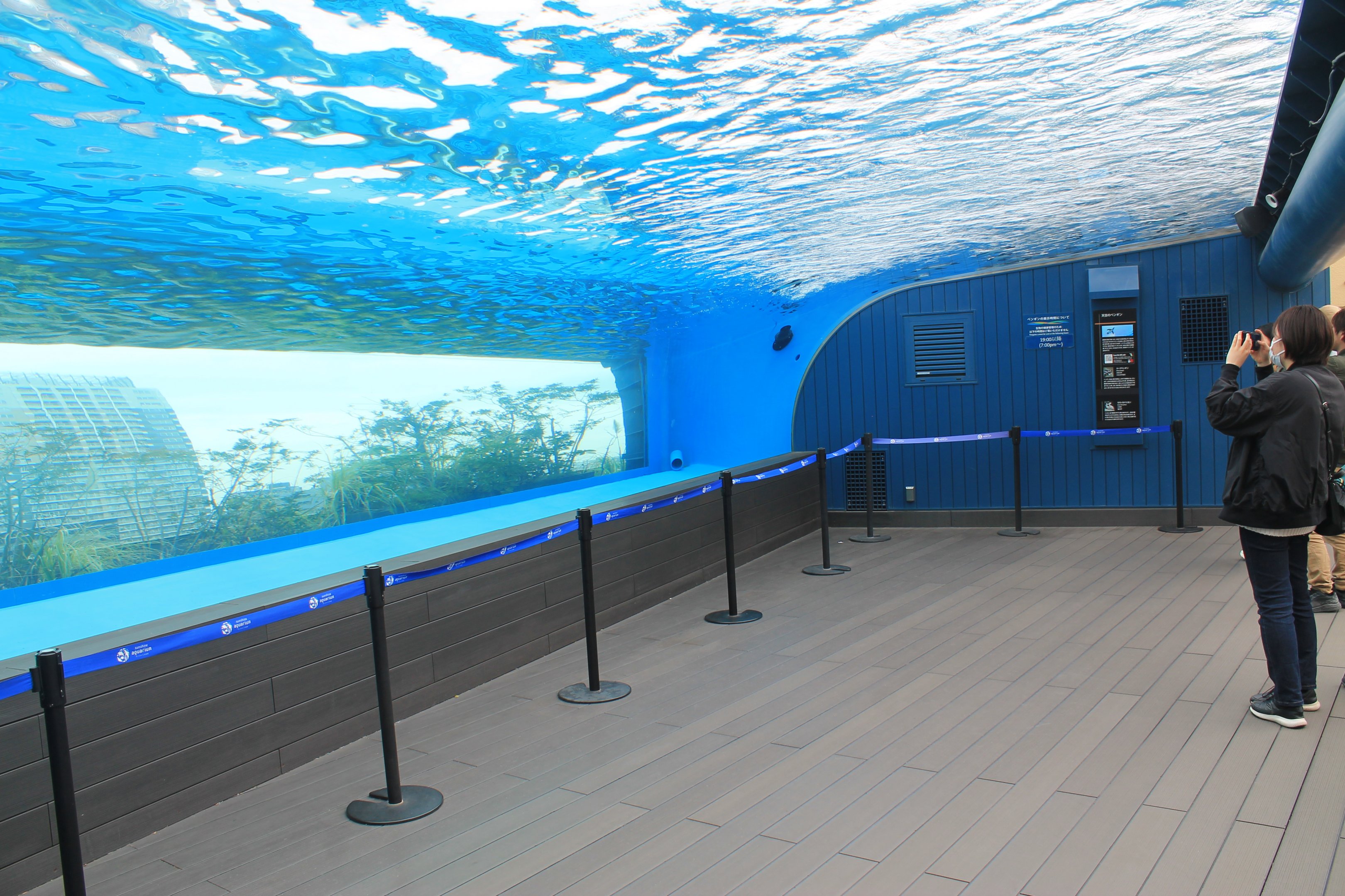 African Penguin exhibit