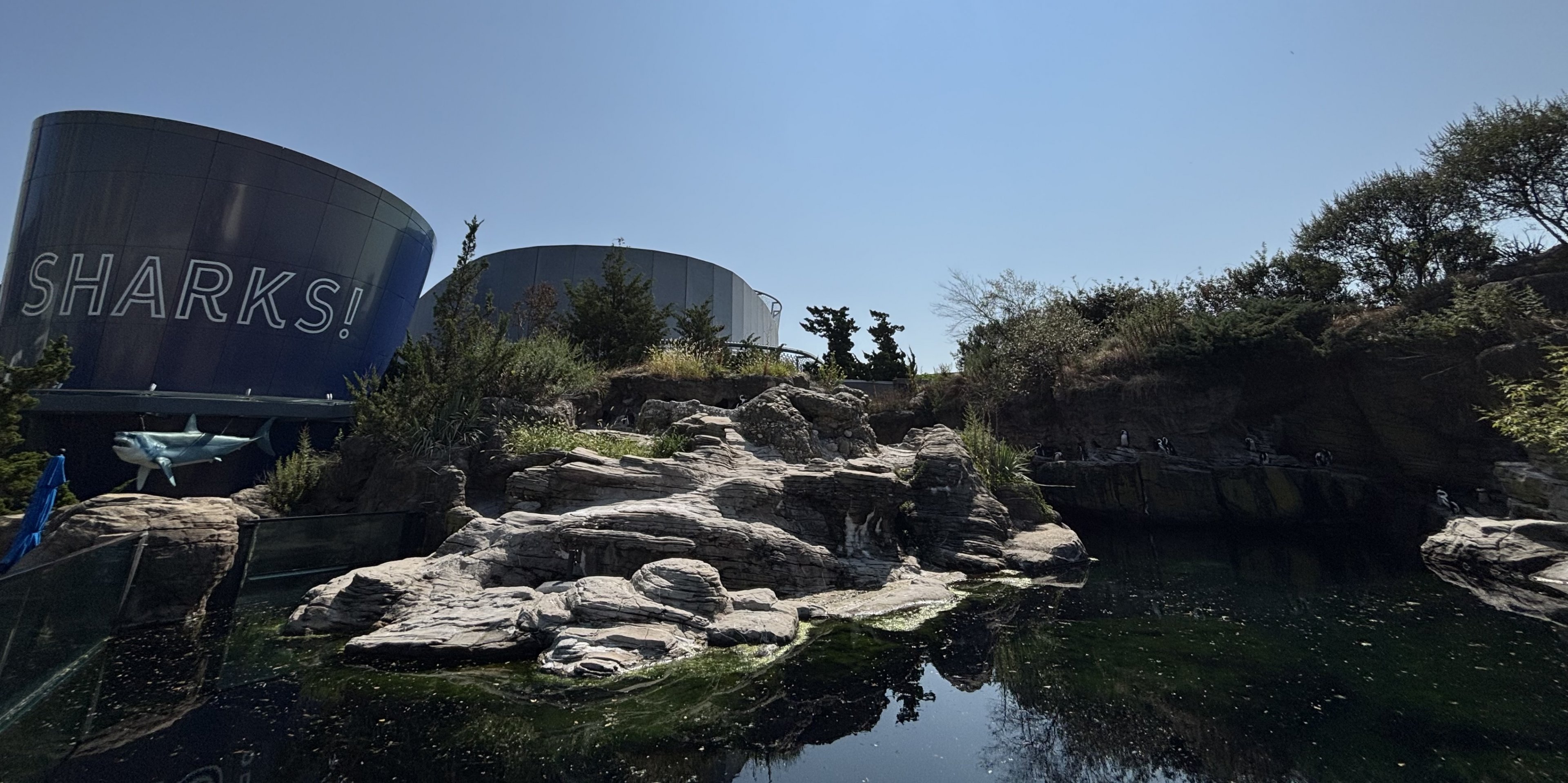 African Penguin Exhibit