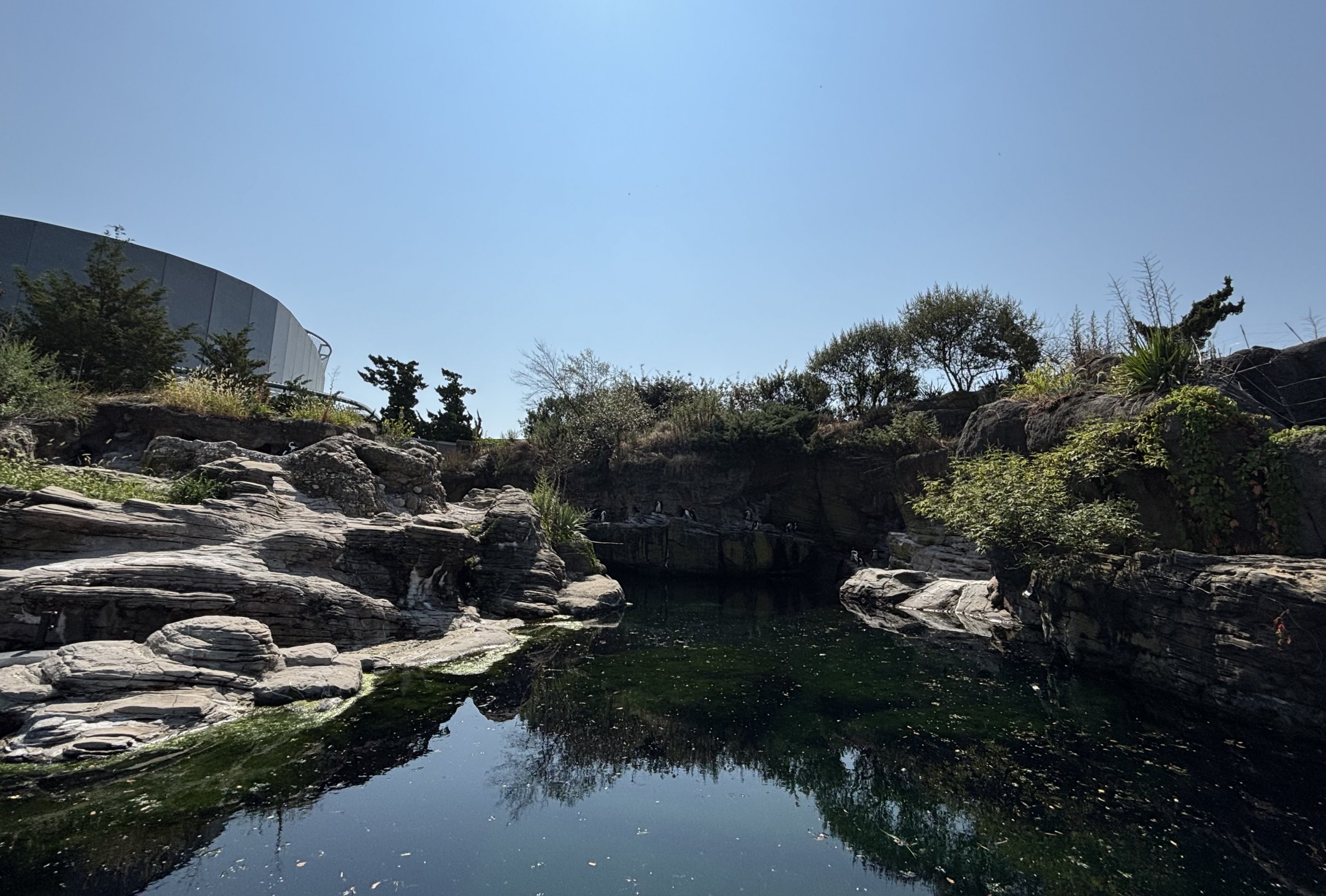 African Penguin Exhibit