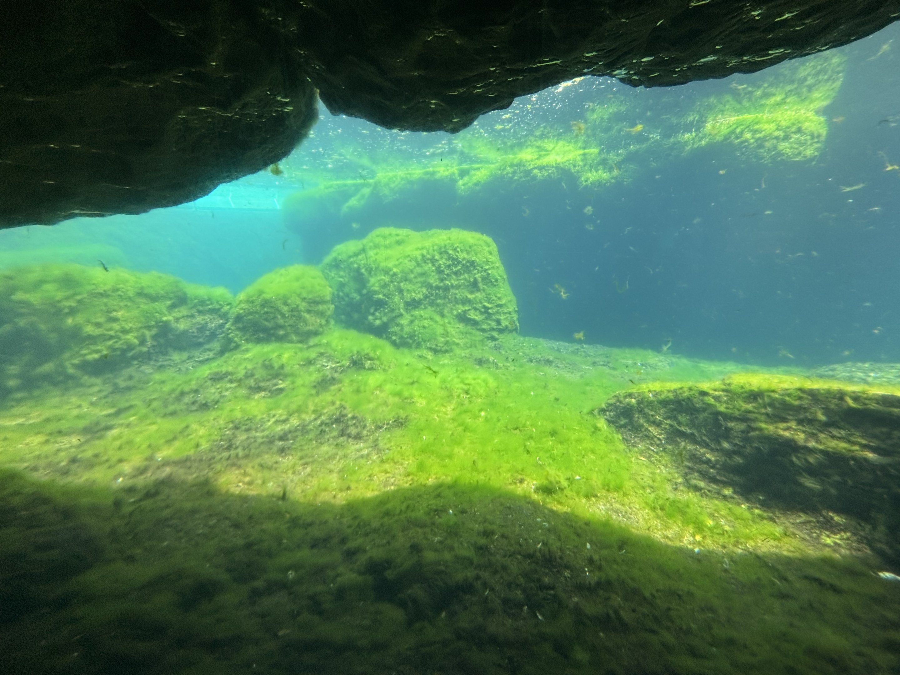 African Penguin Exhibit