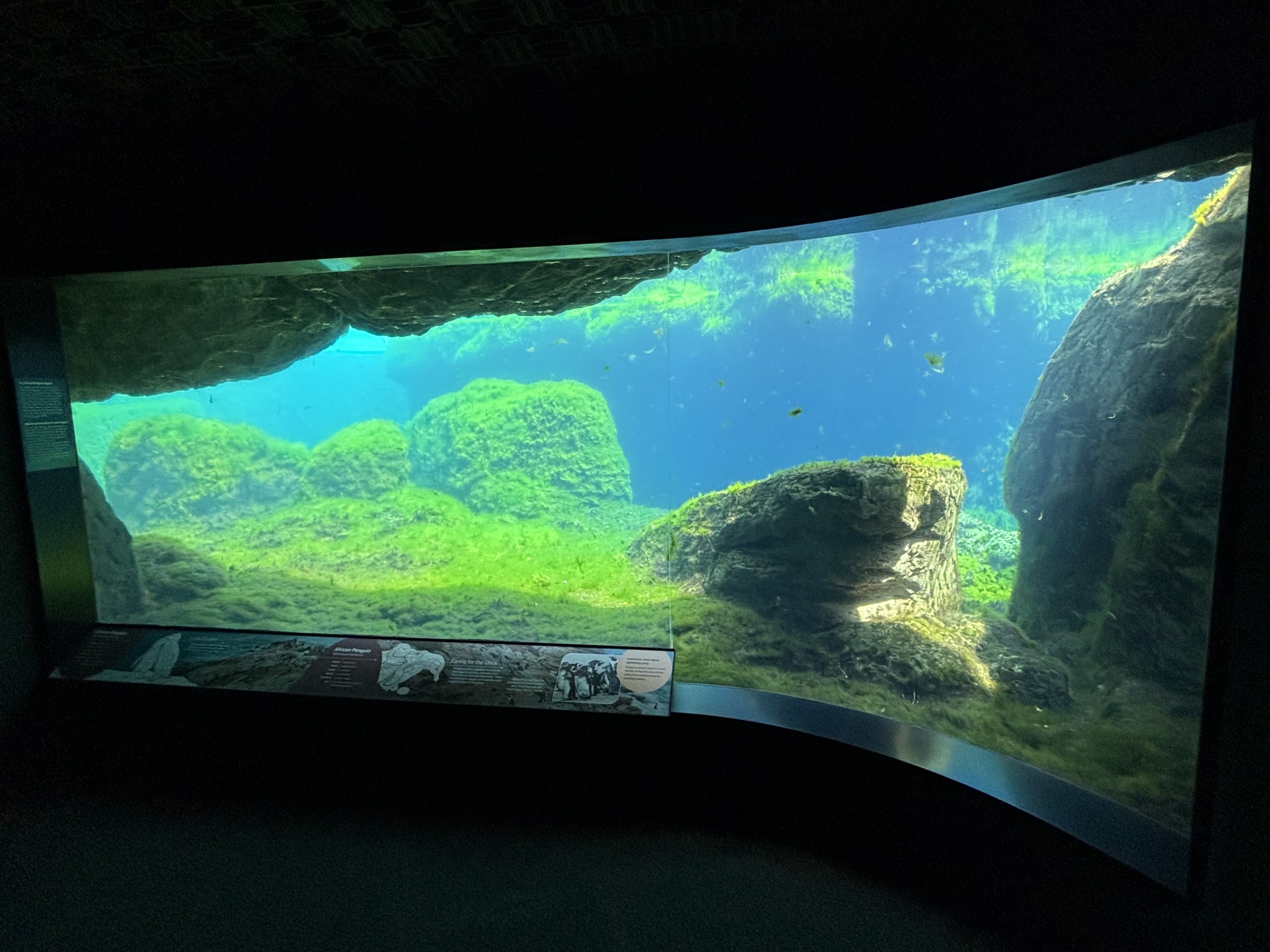 African Penguin Exhibit