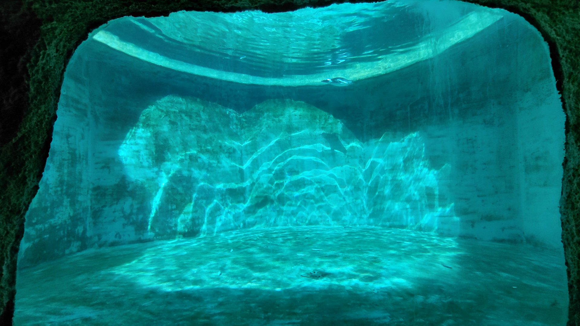 African penguin exhibit