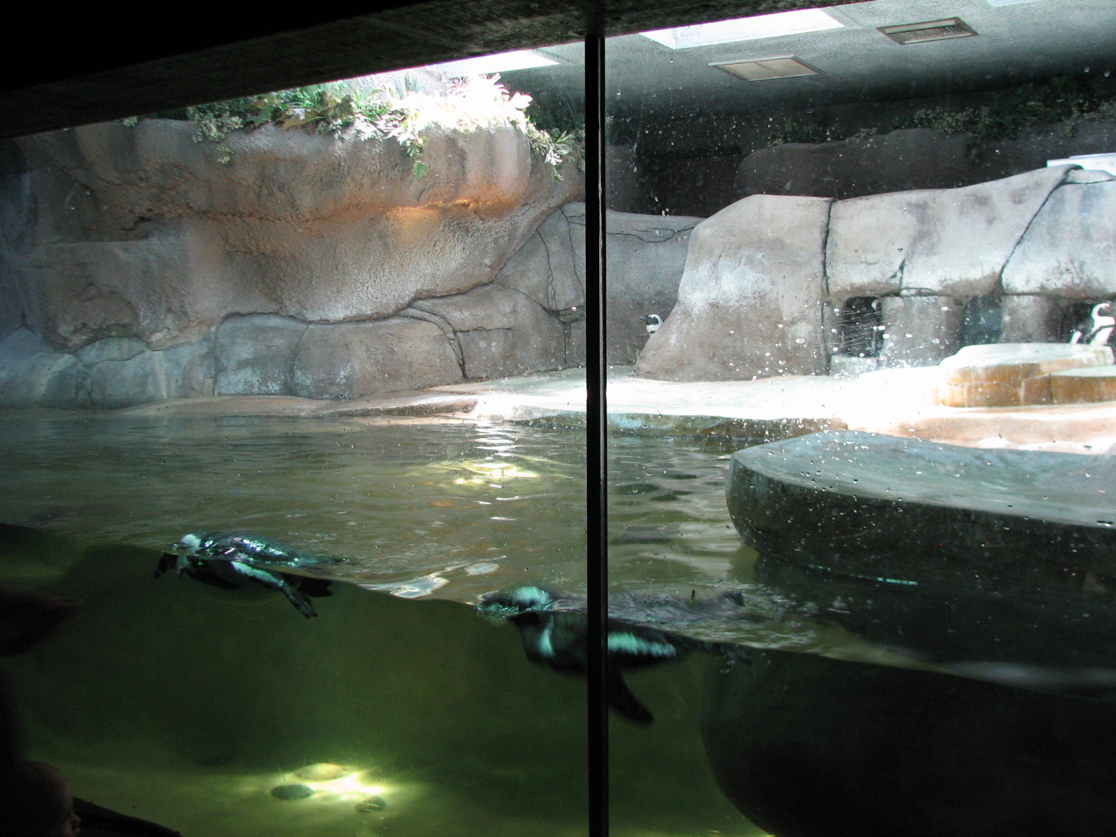 African Penguin Exhibit