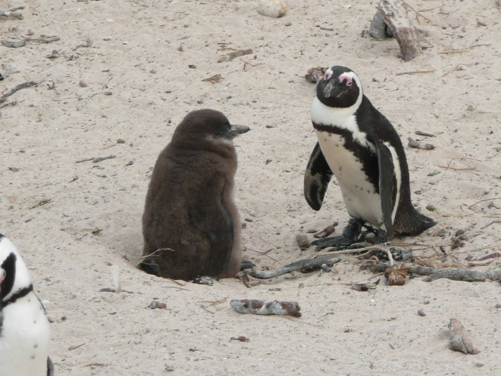 African Penguin family , Boulders Beach .