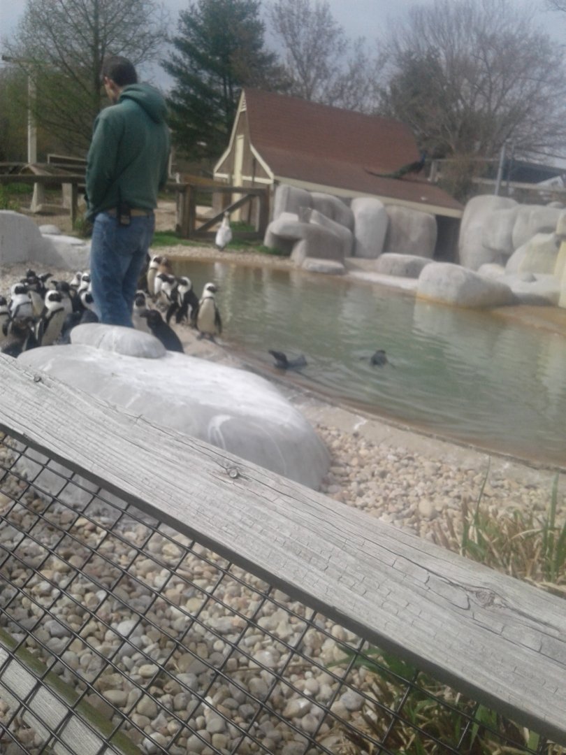 African penguin feeding time