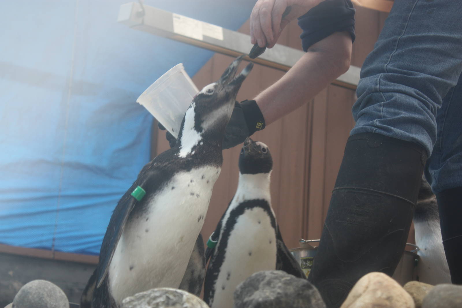 African Penguin Feeding