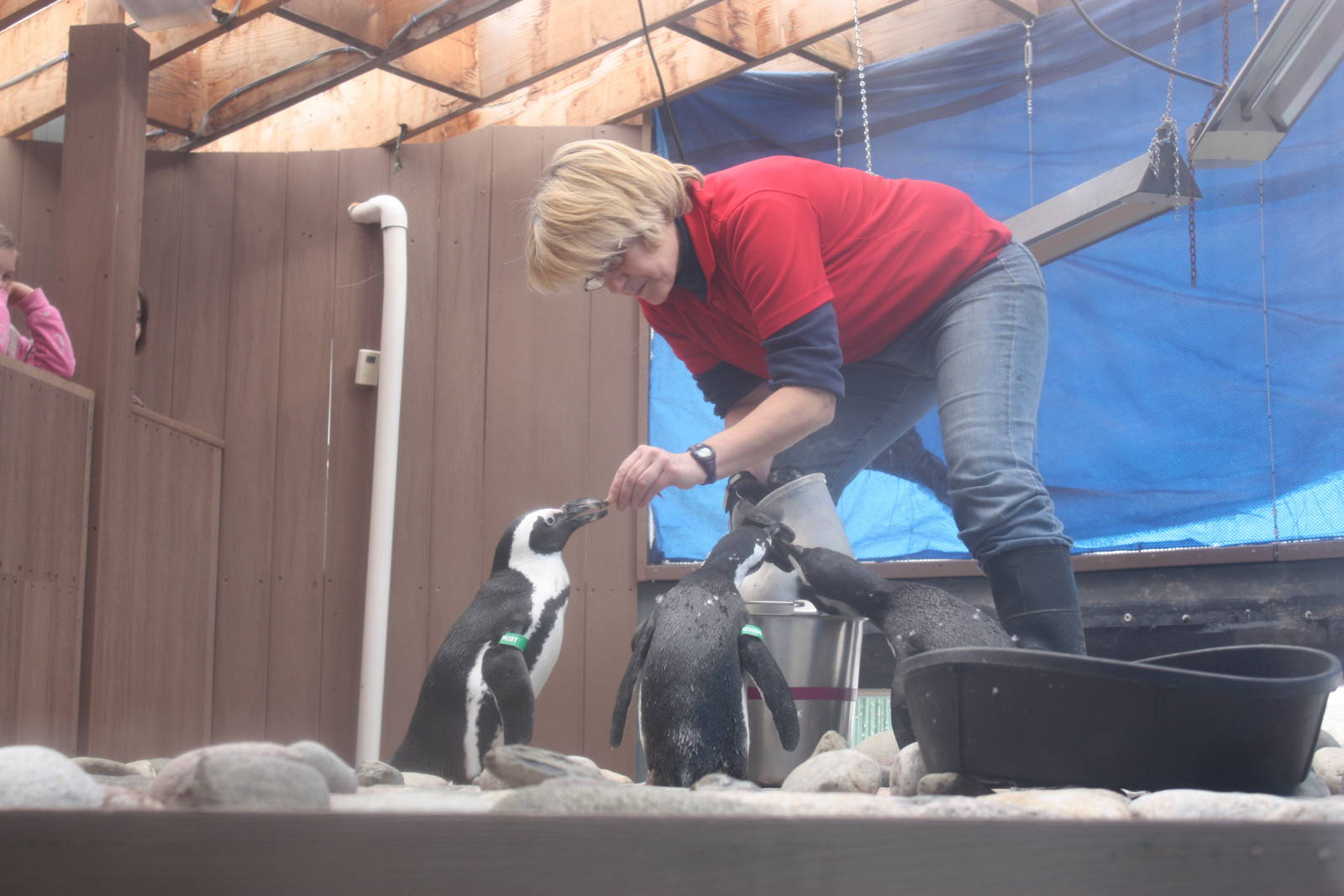 African Penguin Feeding