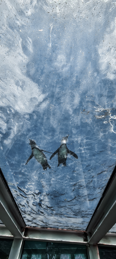 African Penguin from underwater viewing