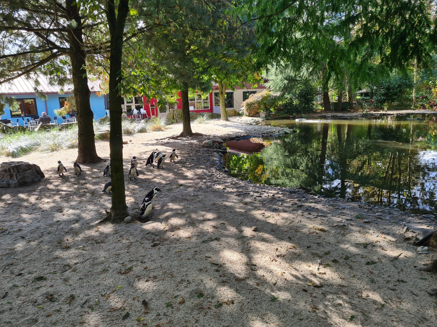 African penguin habitat "Boulders Beach"