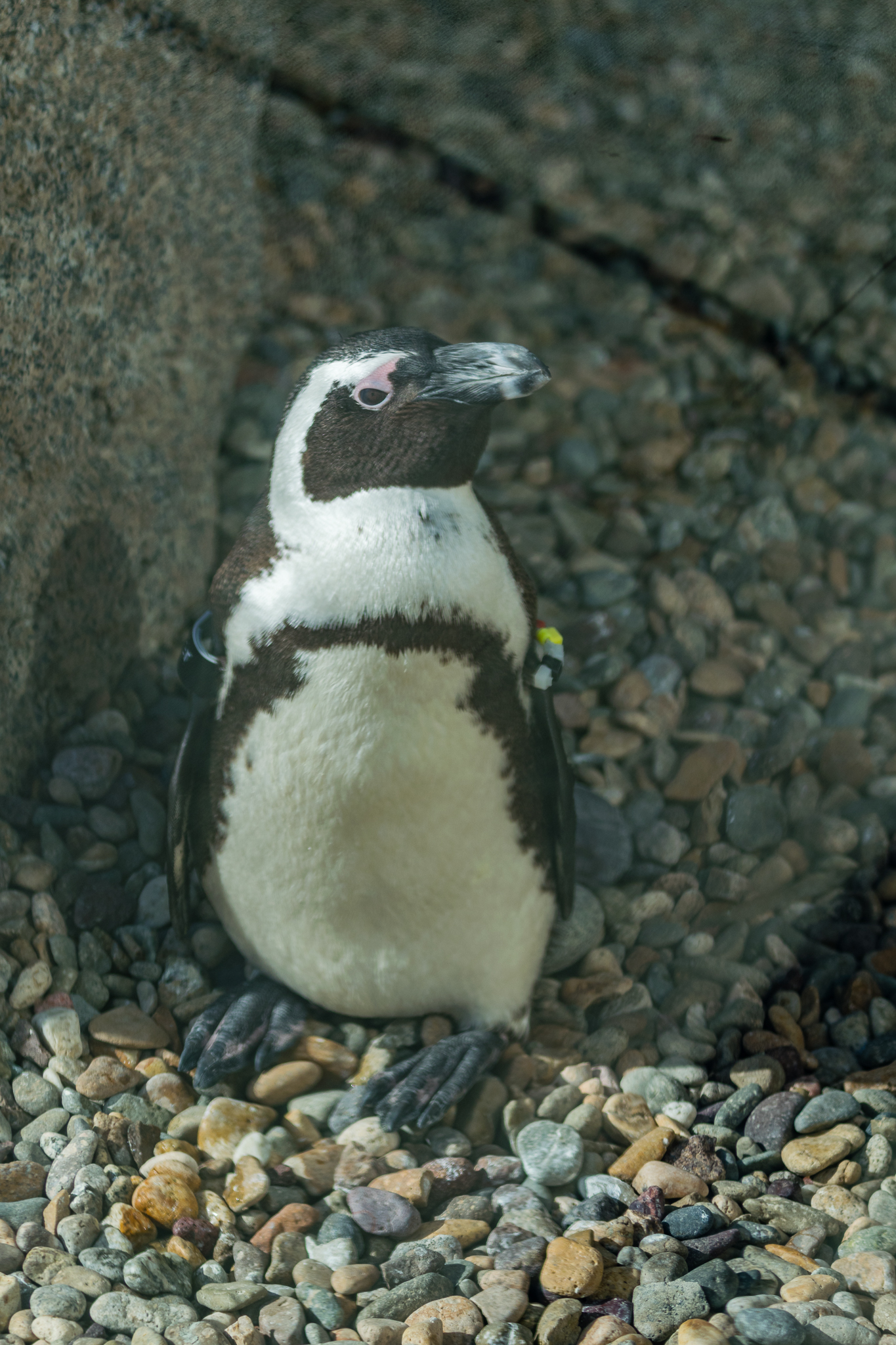 African Penguin in Cape Fynbos