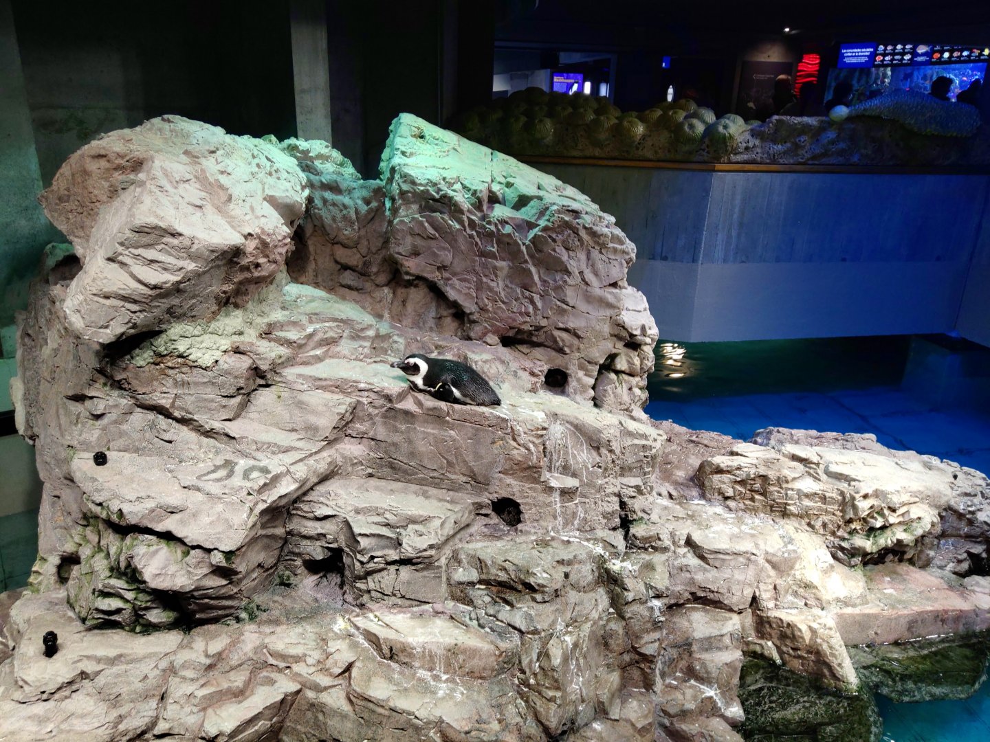 African penguin in the Little penguin exhibit