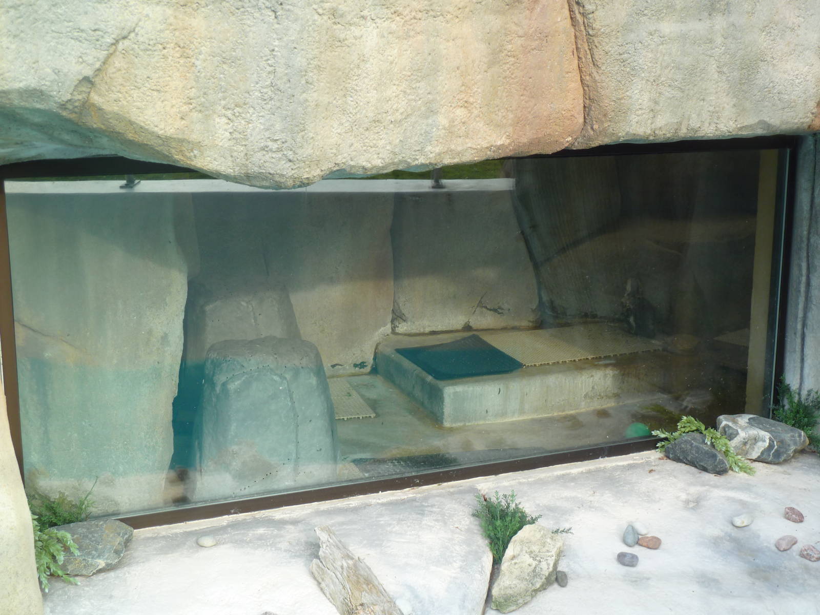 African Penguin Indoor Exhibit