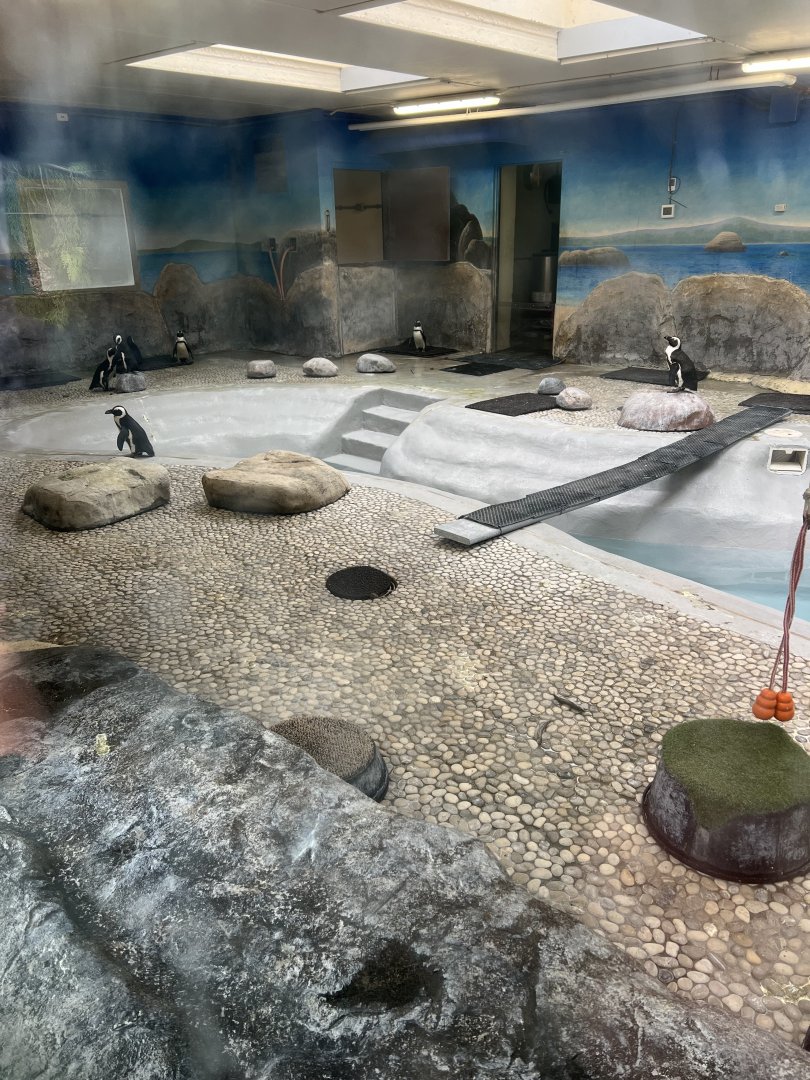 African Penguin Indoor Exhibit