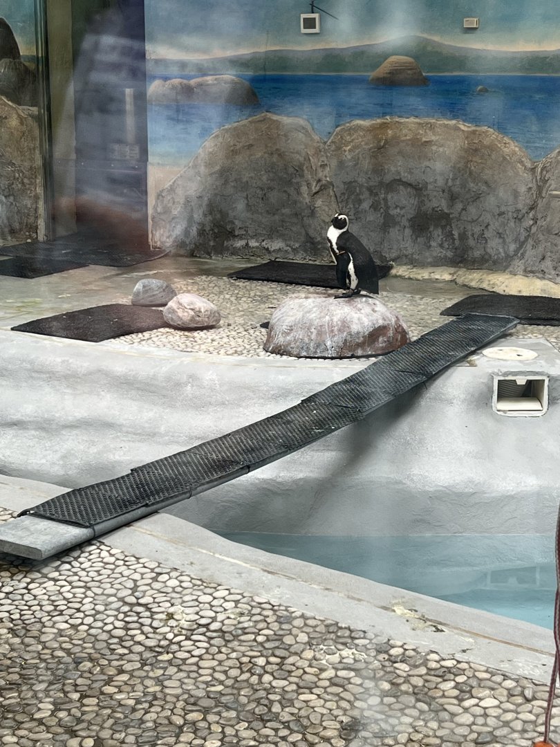 African Penguin Indoor Exhibit