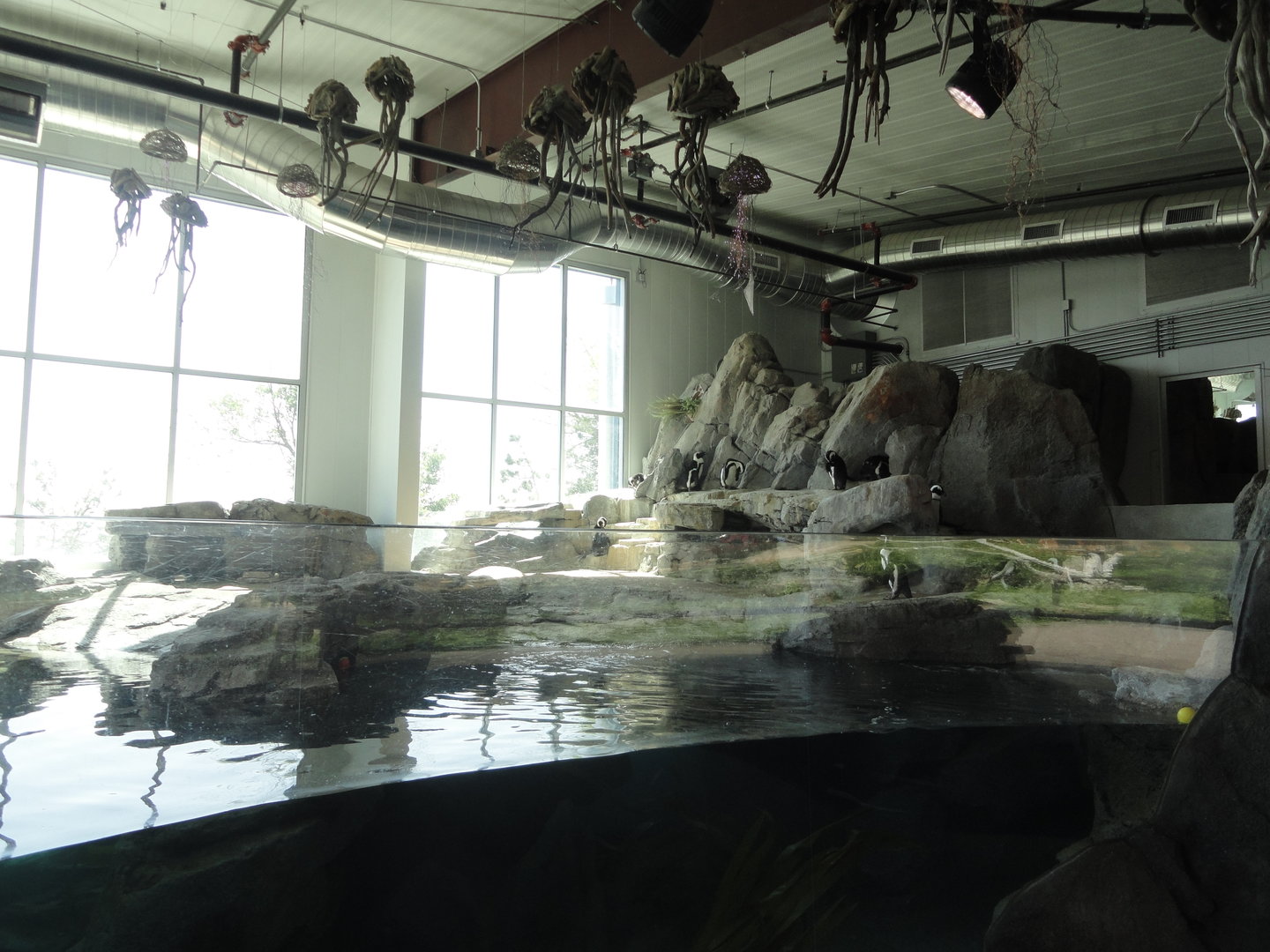 African Penguin Indoor Holding
