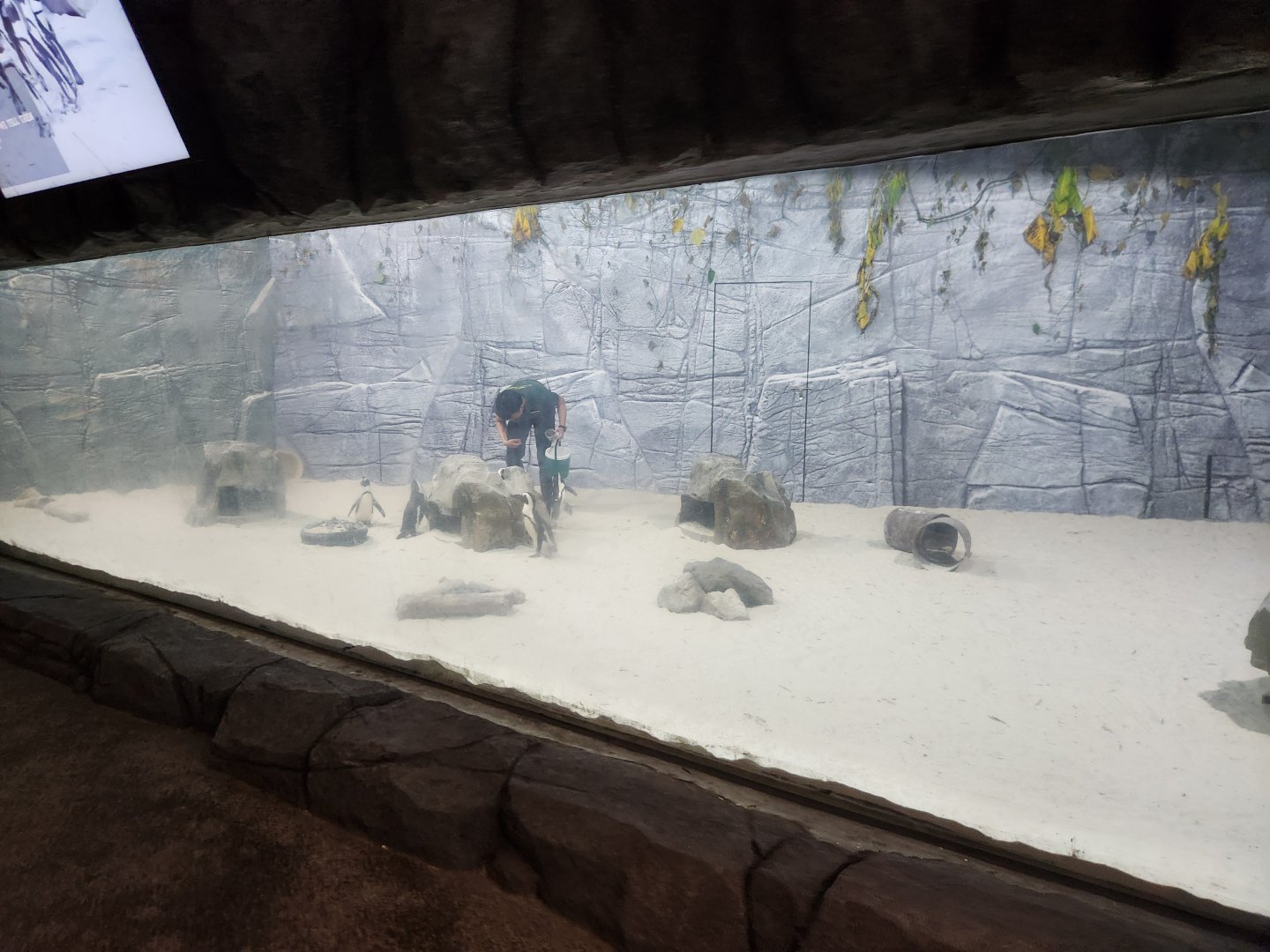African penguin (Indoor yard)