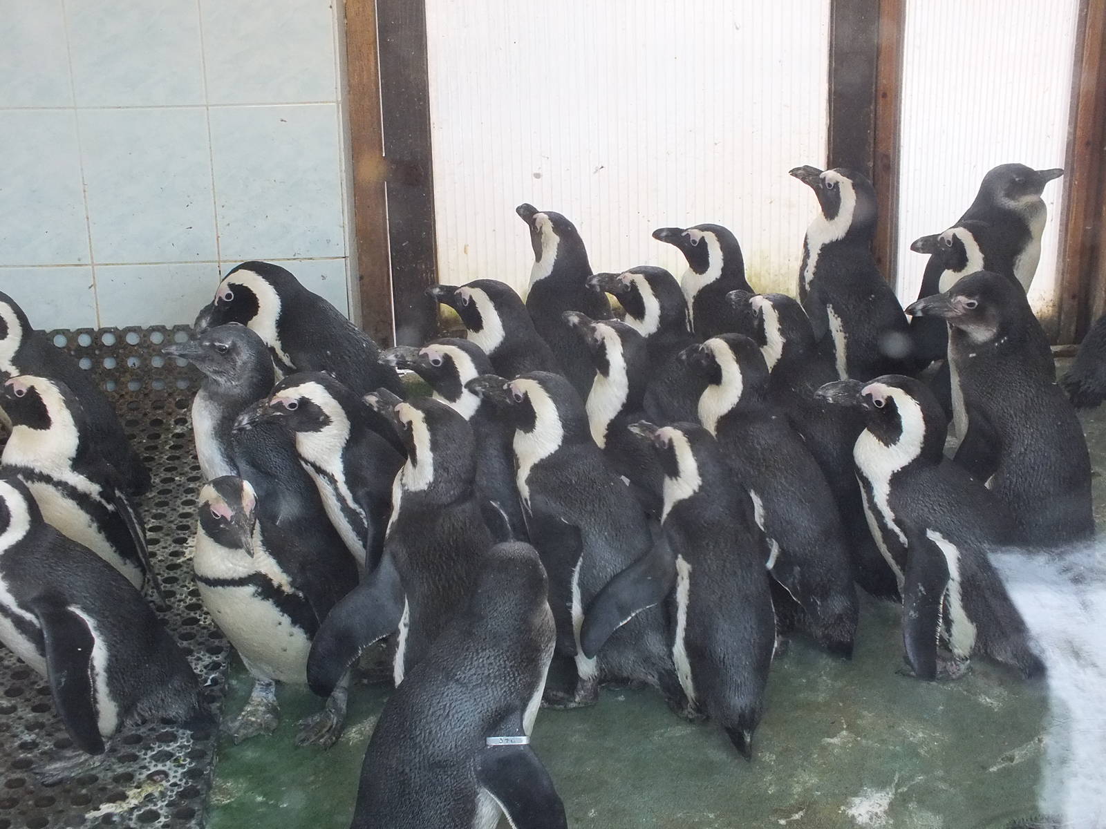 African Penguin Indoors