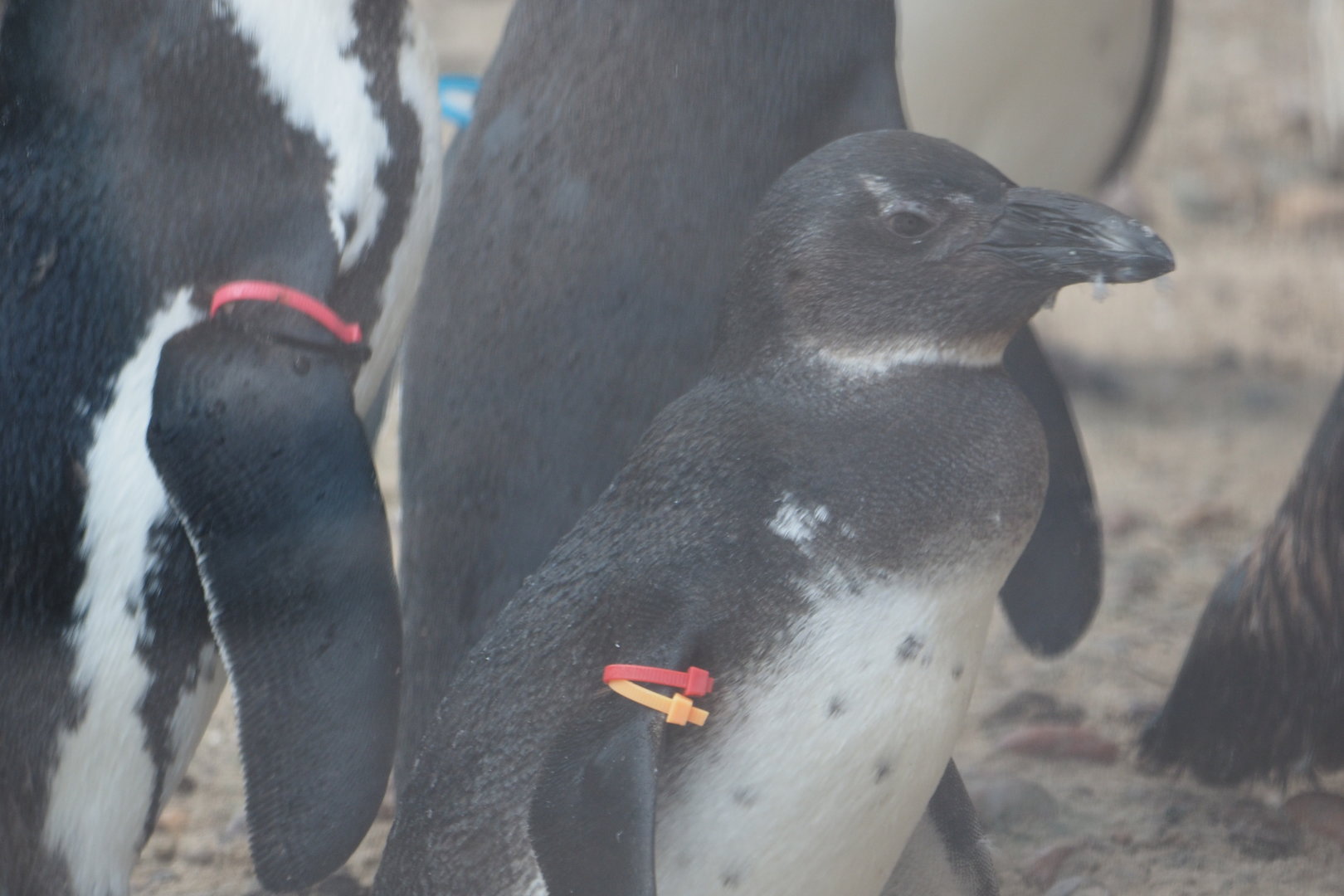 African Penguin Juvenile