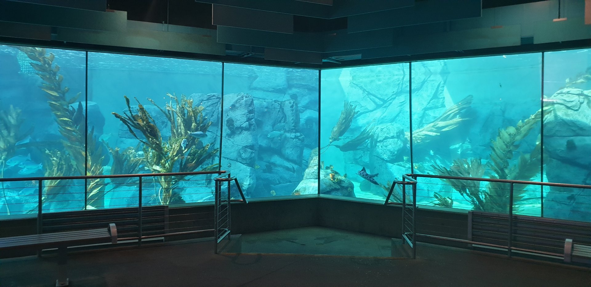 African Penguin & Leopard Shark  Aquarium, Africa Rocks