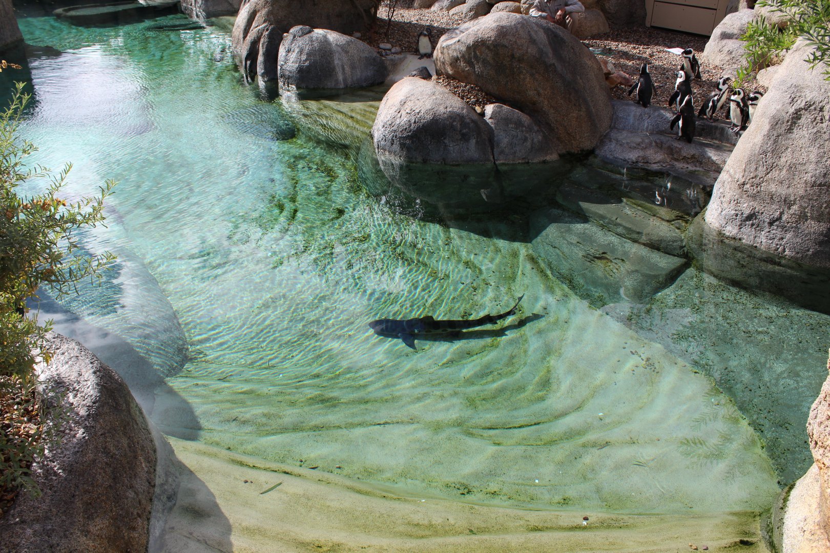 African Penguin & Leopard Shark Enclosure, Africa Rocks!