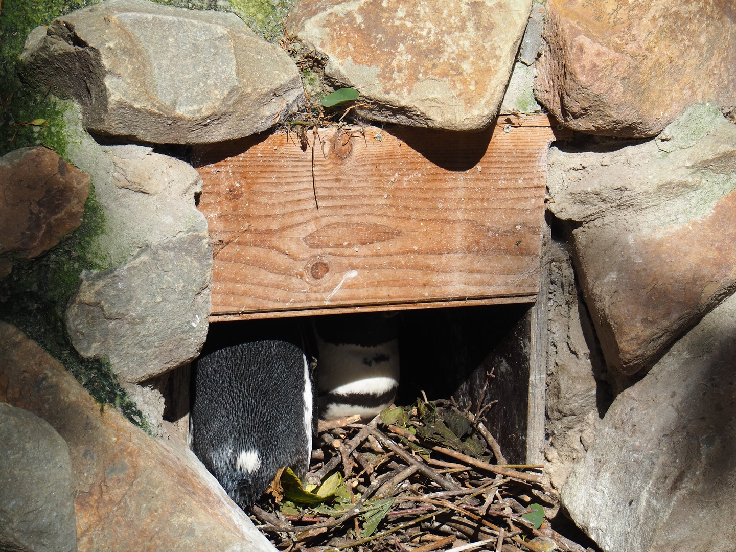 African penguin nest, 2022-10-09