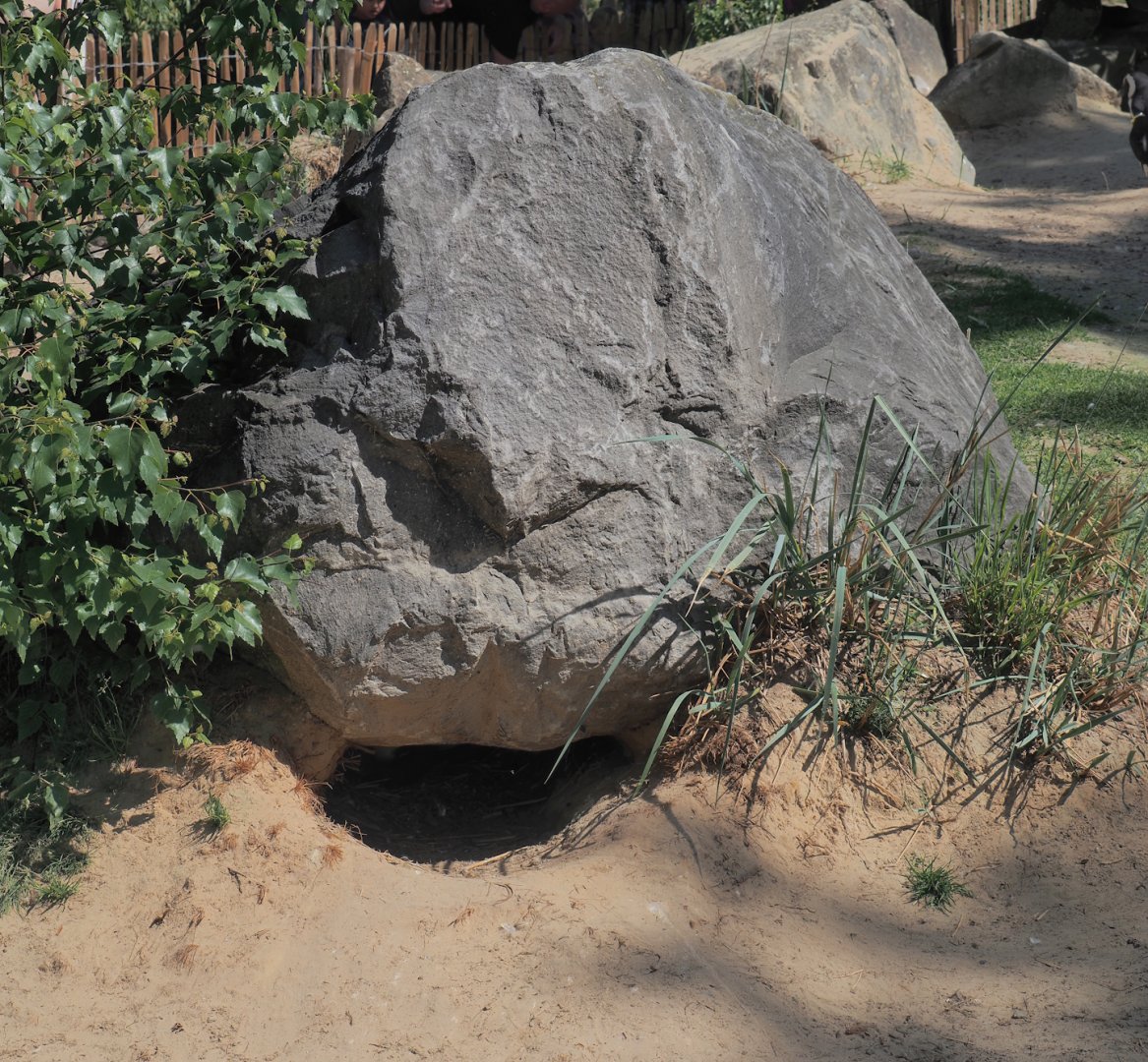 African penguin nest under rock, 2025-04-30