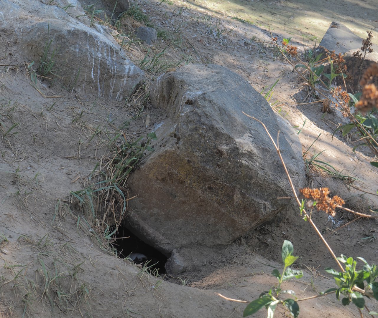 African penguin nest under rock, 2025-04-30