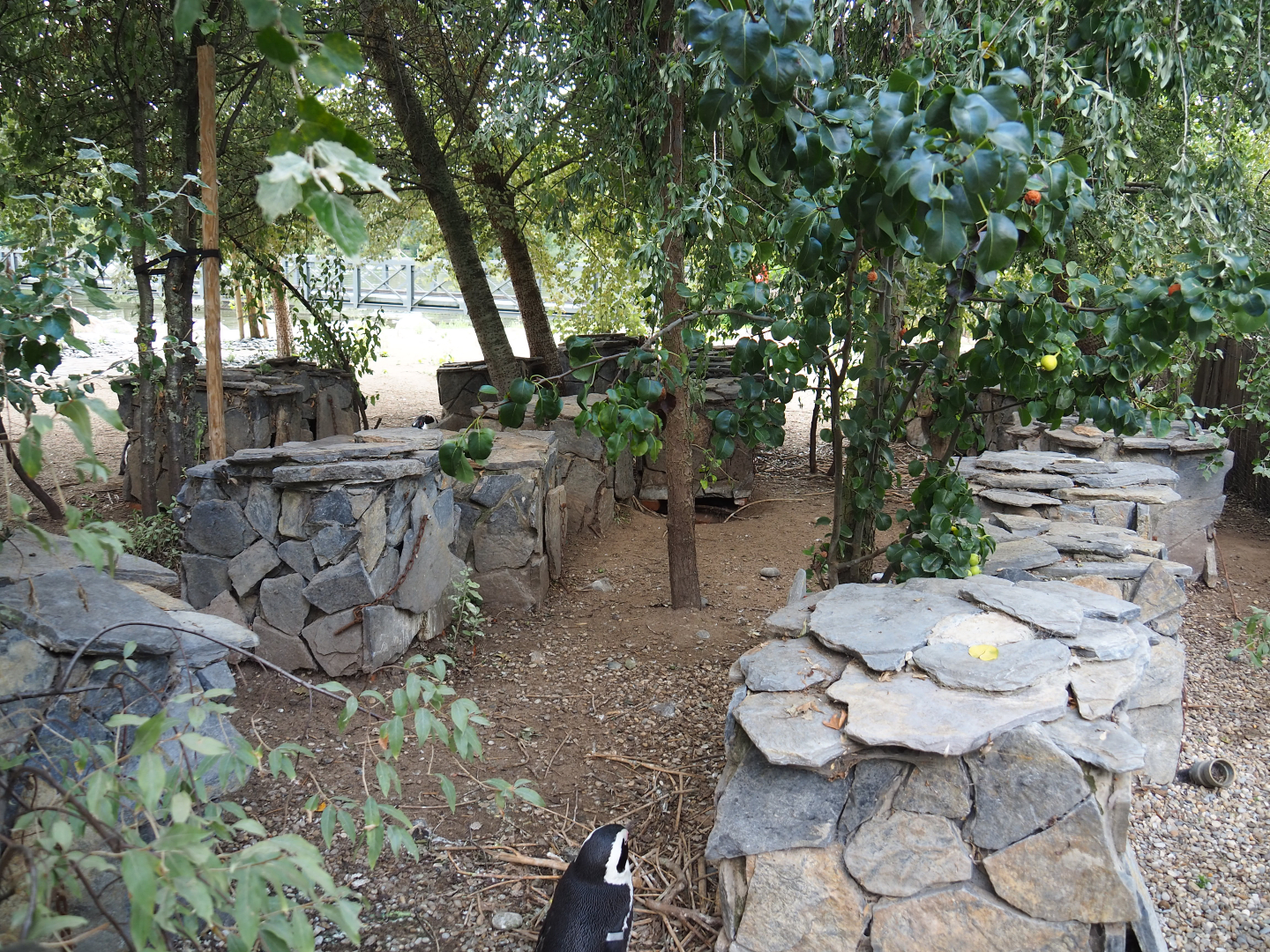 African penguin nesting area, 2020-09-02