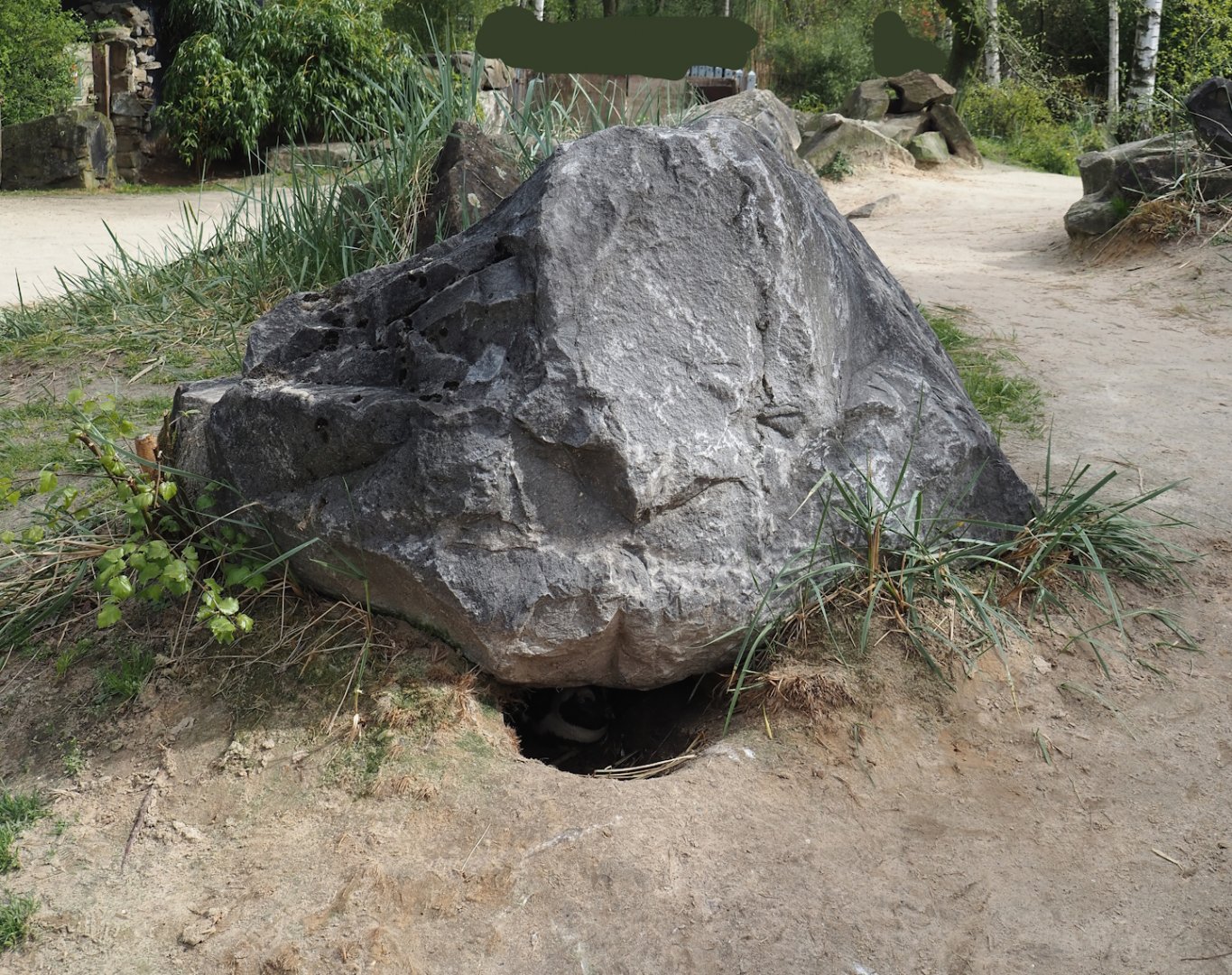 African penguin nesting in cavity under large rock in visitor area, 2024-04-06
