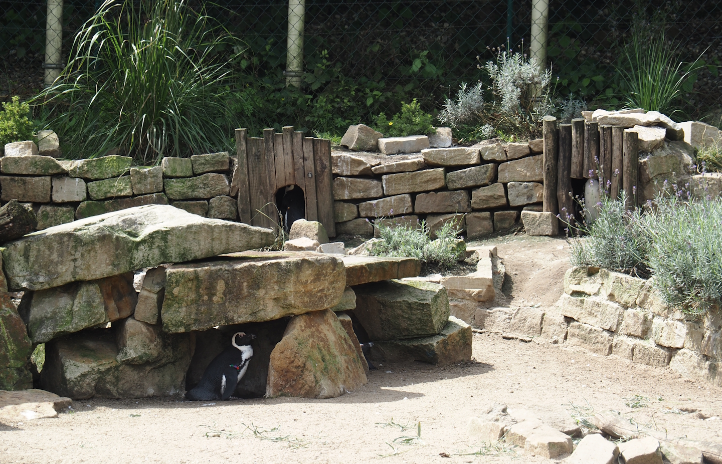 African penguin nests, 2024-08-05