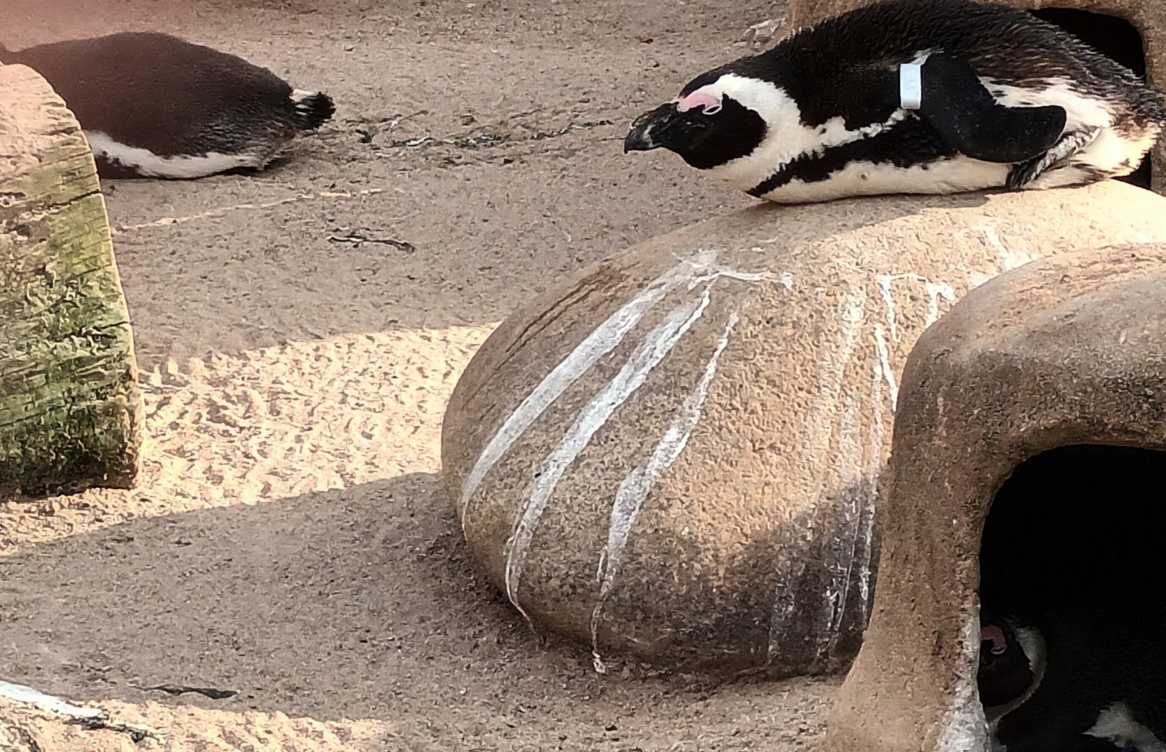 African Penguin on Rock