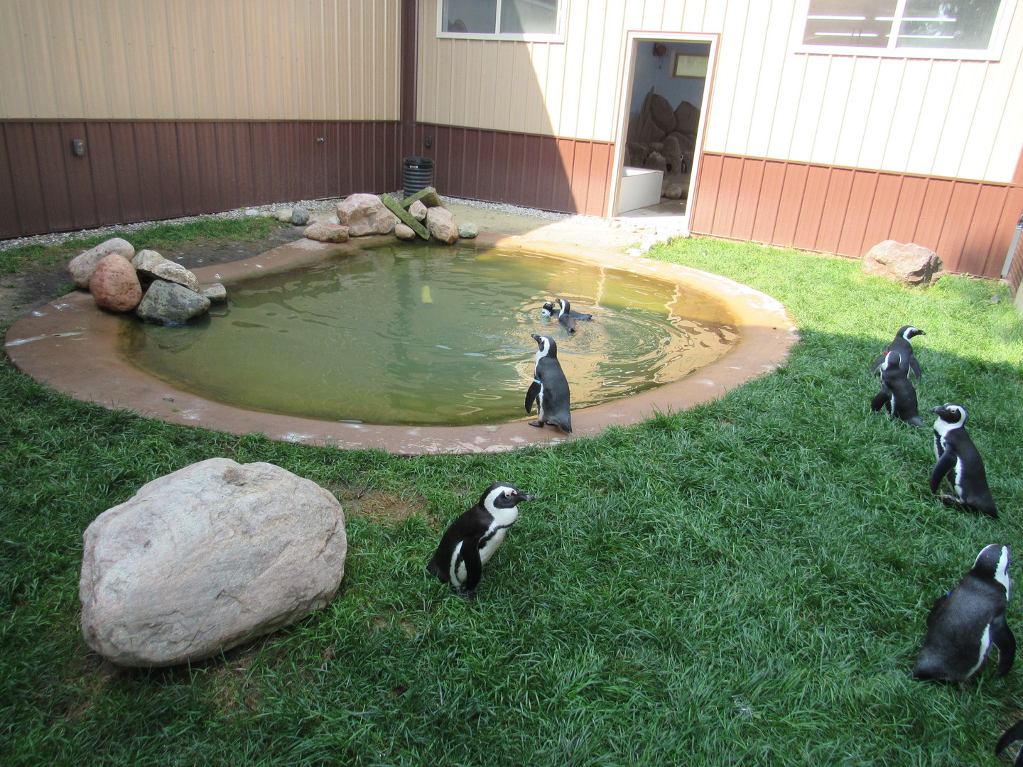 African Penguin Outdoor Exhibit