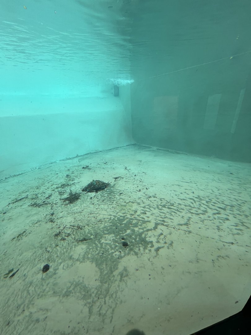 African Penguin Outdoor Exhibit