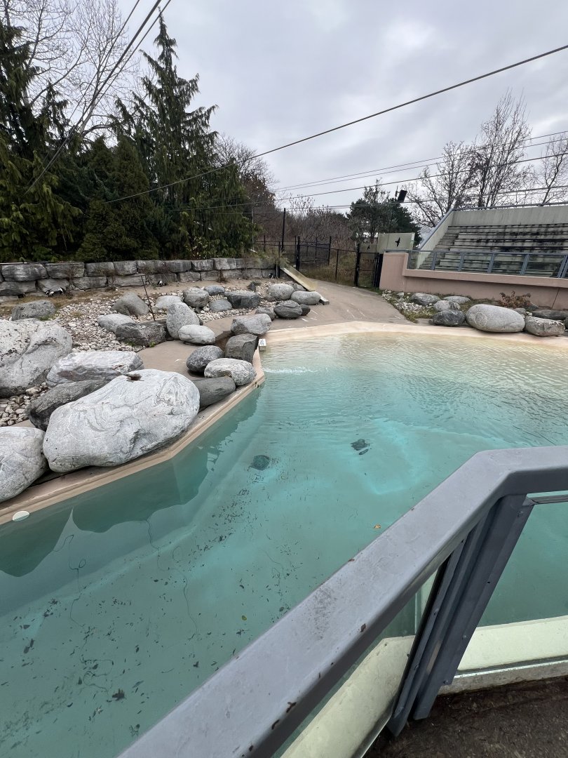 African Penguin Outdoor Exhibit