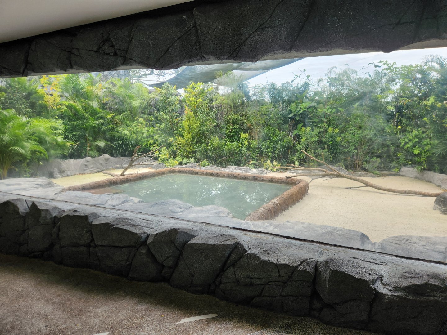 African Penguin (Outdoor yard)