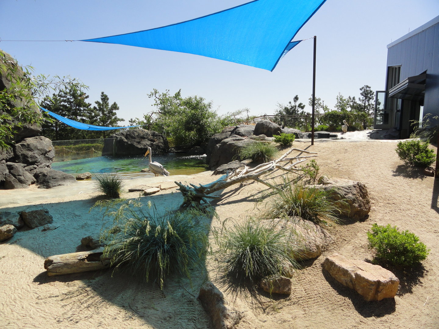 African Penguin & Pink Backed Pelican Exhibit