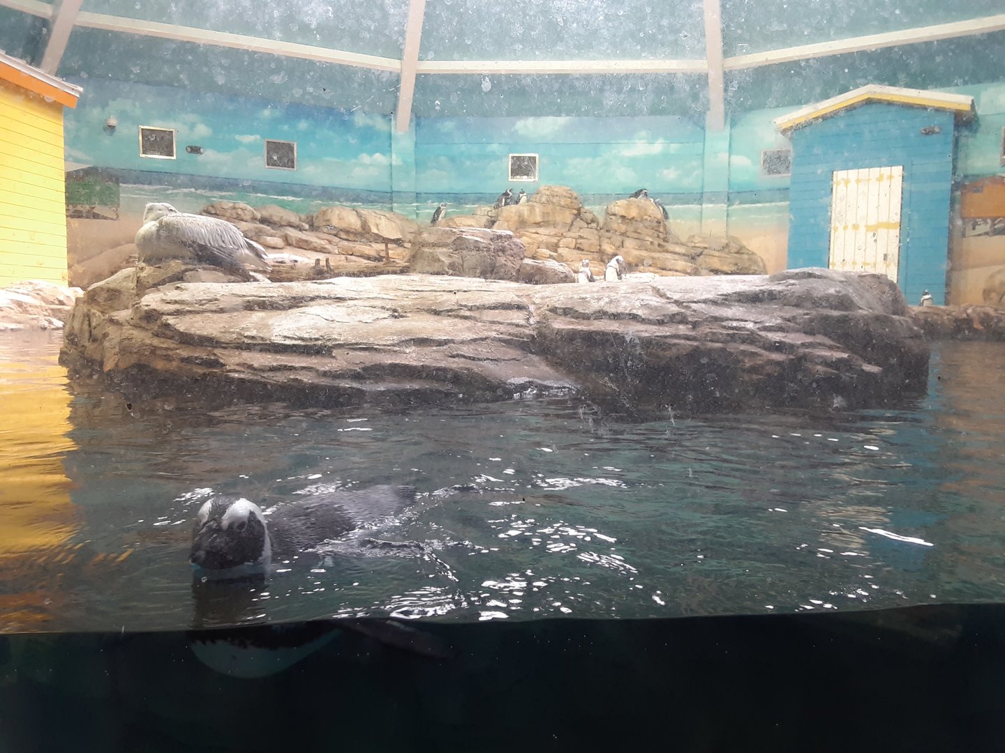 African Penguin/Pink-Backed Pelican Exhibit