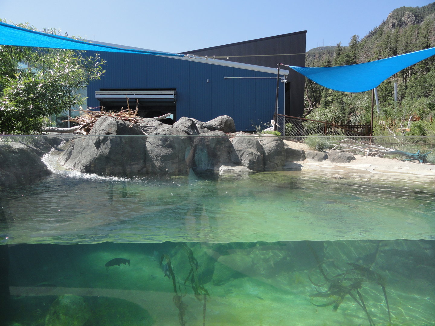 African Penguin & Pink Backed Pelican Pool