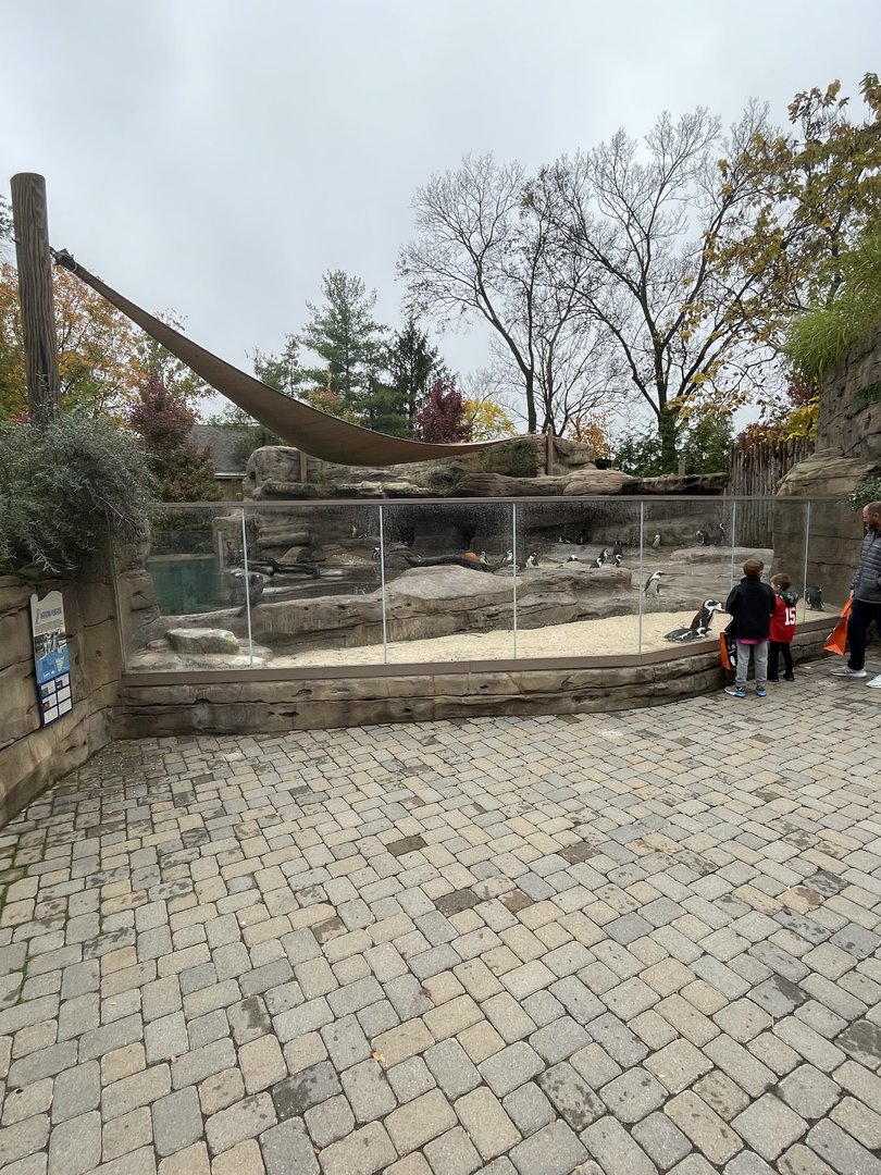 African Penguin Point