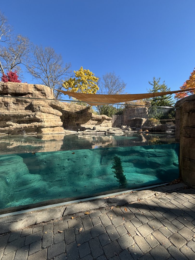 African Penguin Point