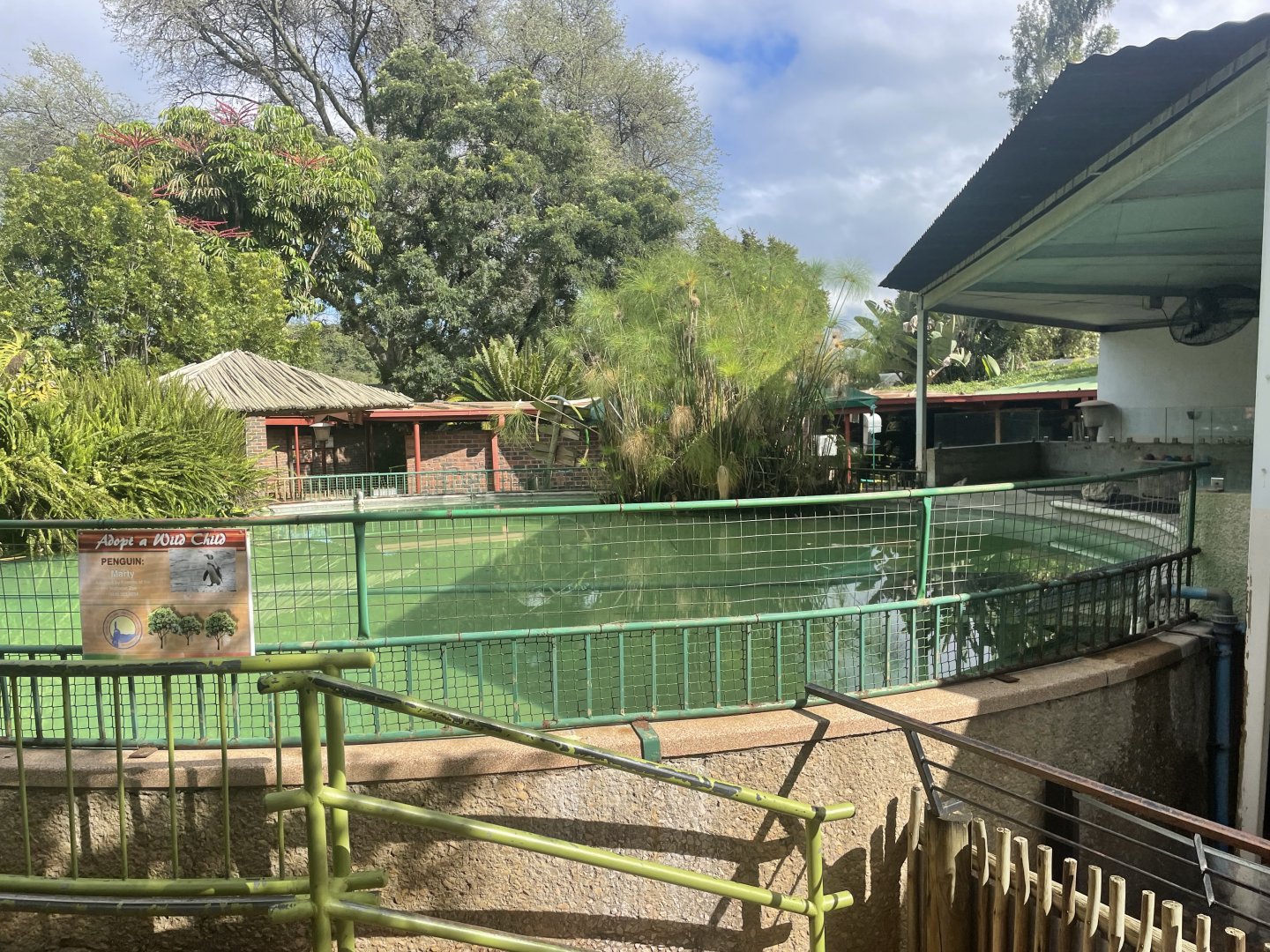 African Penguin Pool (Spheniscus demersus)