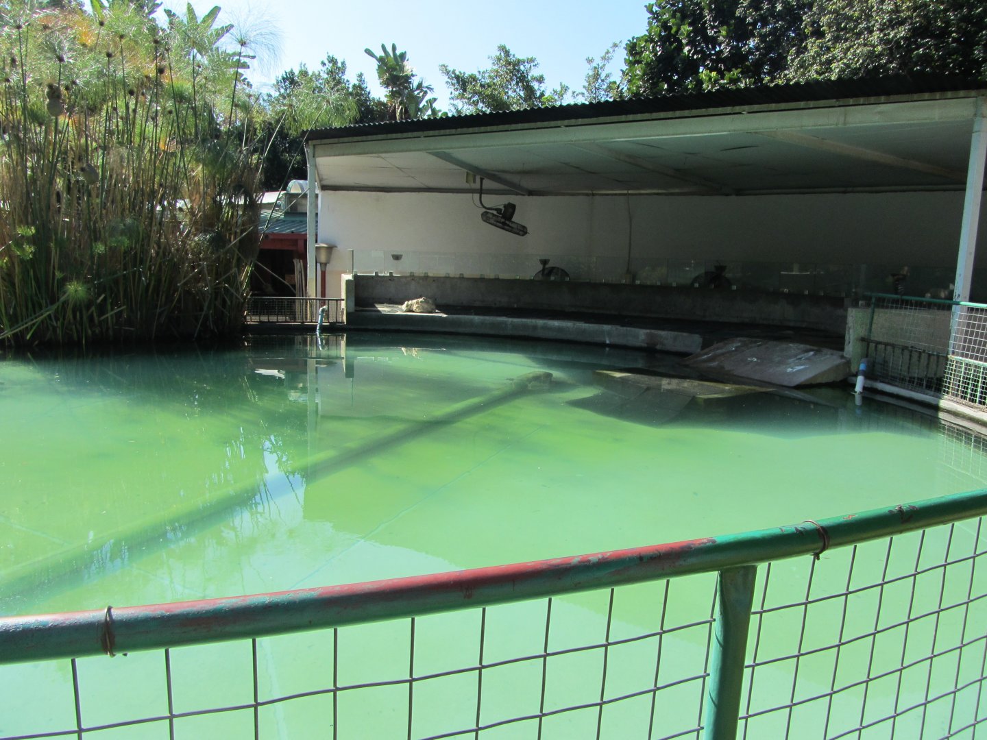 African Penguin Pool