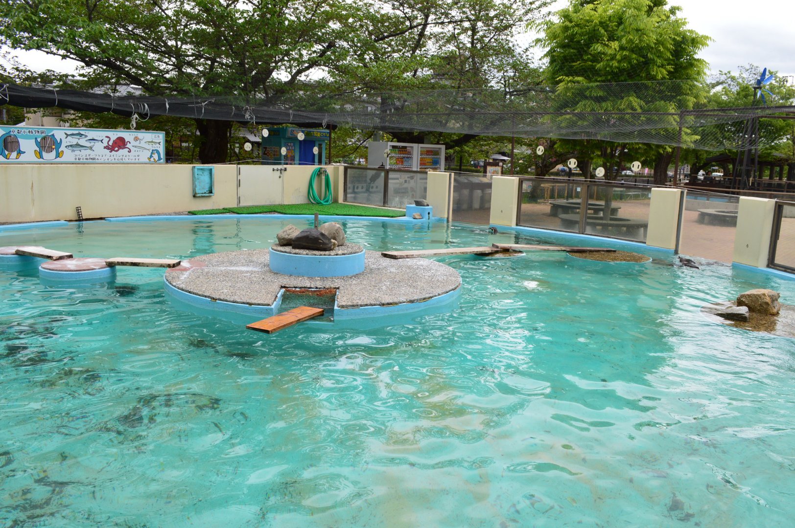 African Penguin Pool